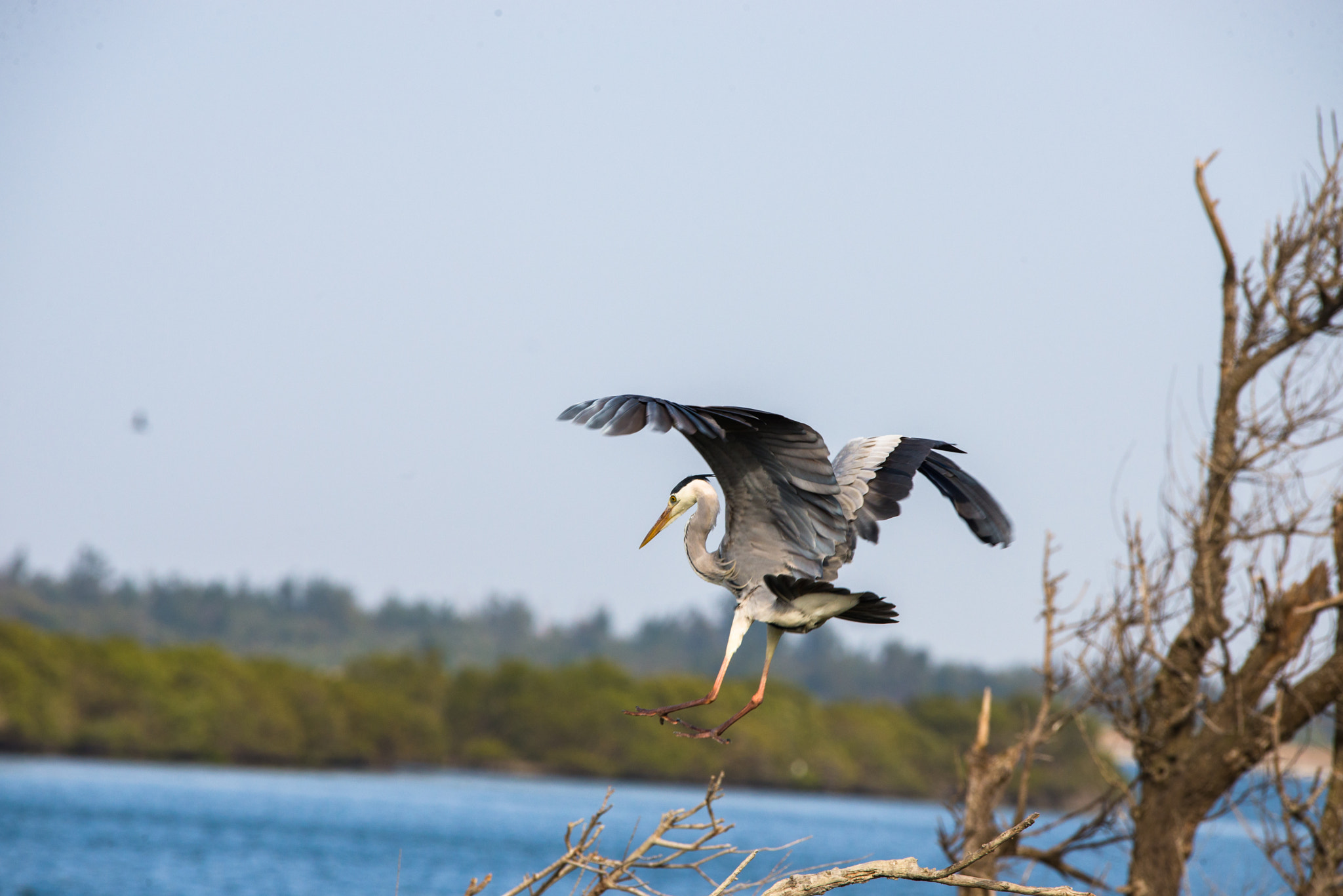 Sigma 150-600mm F5-6.3 DG OS HSM | C sample photo. Dsc photography