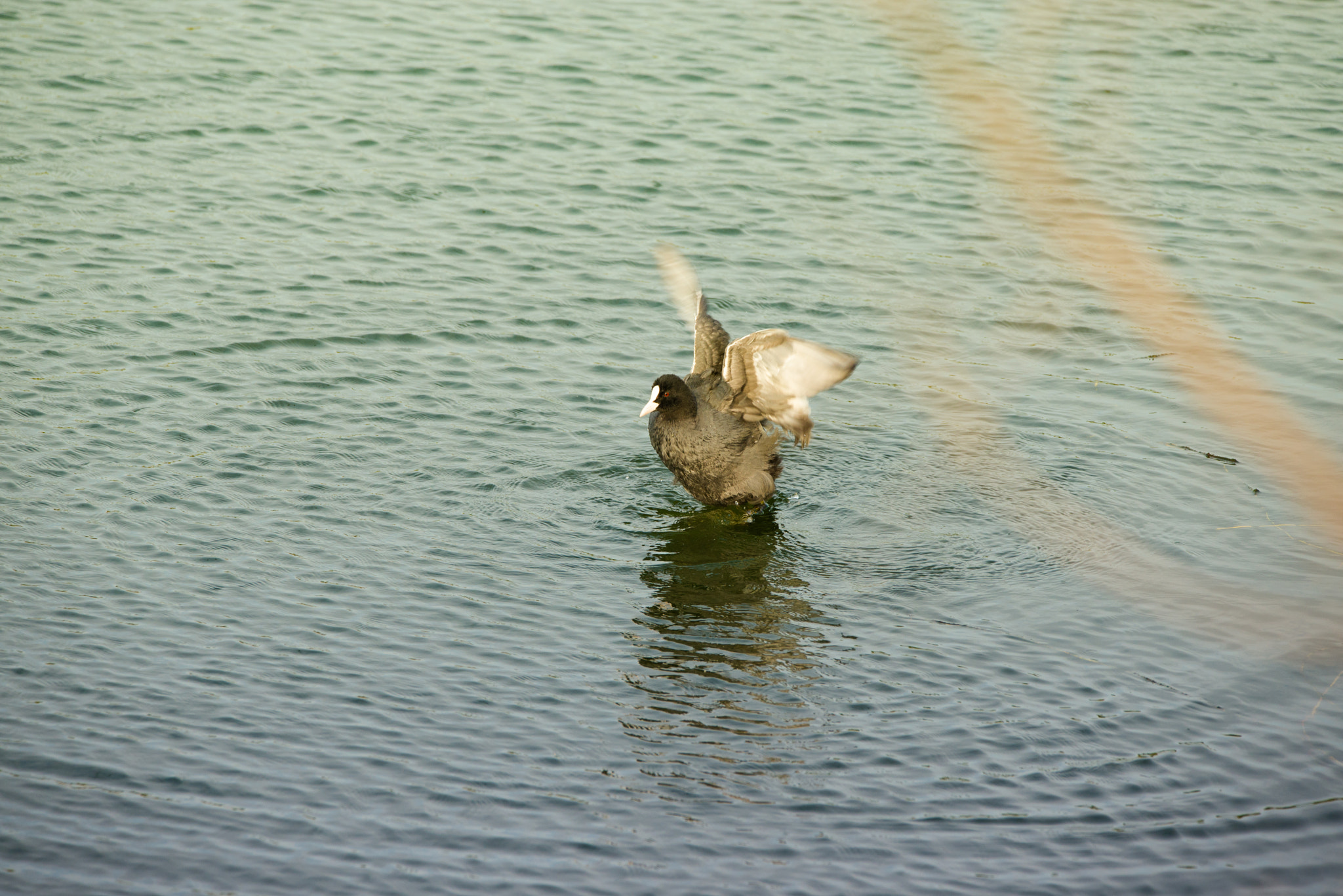 Sigma 150-600mm F5-6.3 DG OS HSM | C sample photo. Dsc photography