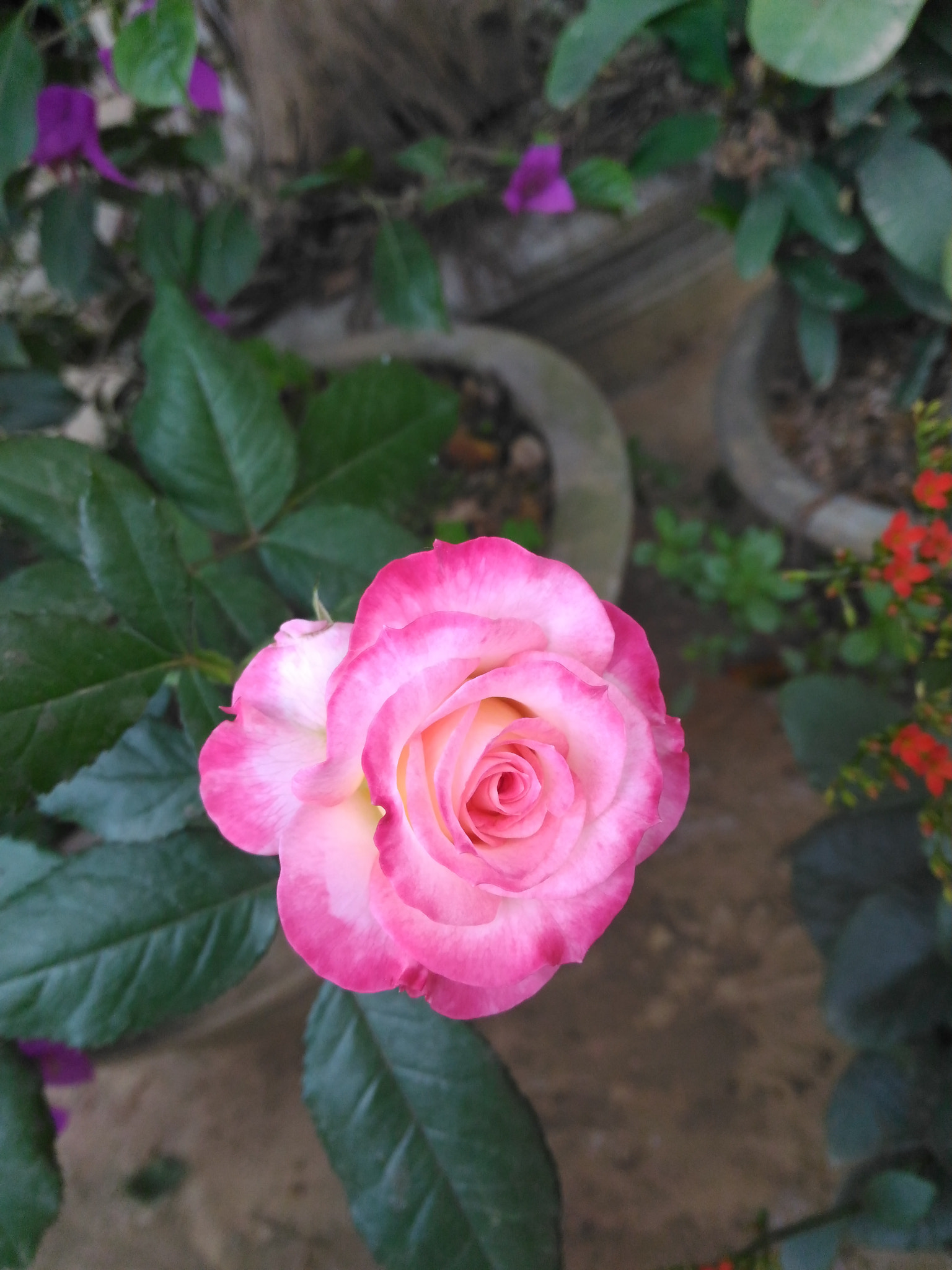 ASUS ZenFone Max (ZC550KL) sample photo