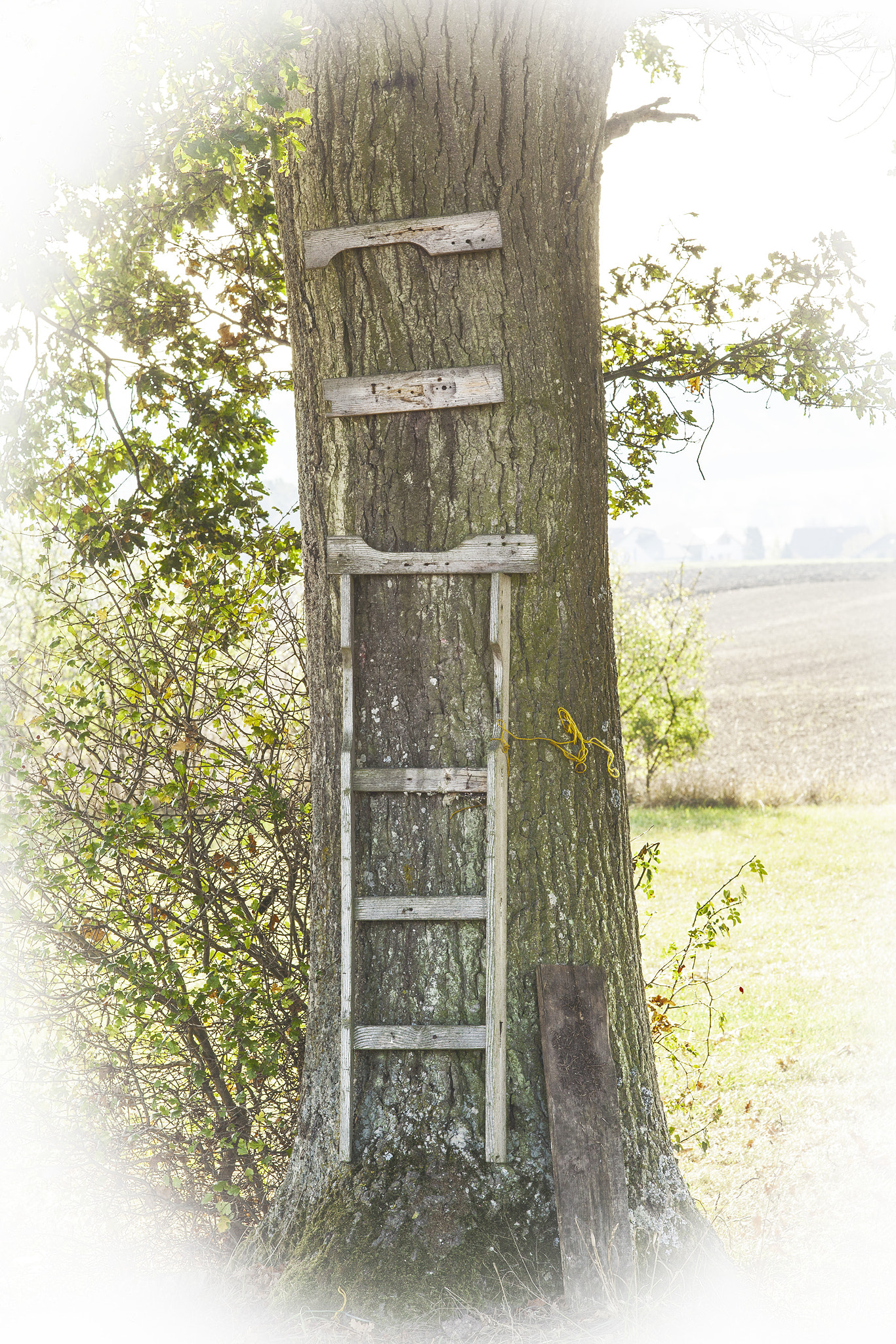 Canon EOS 5D Mark II + Sigma 105mm F2.8 EX DG Macro sample photo. Tree ladder photography