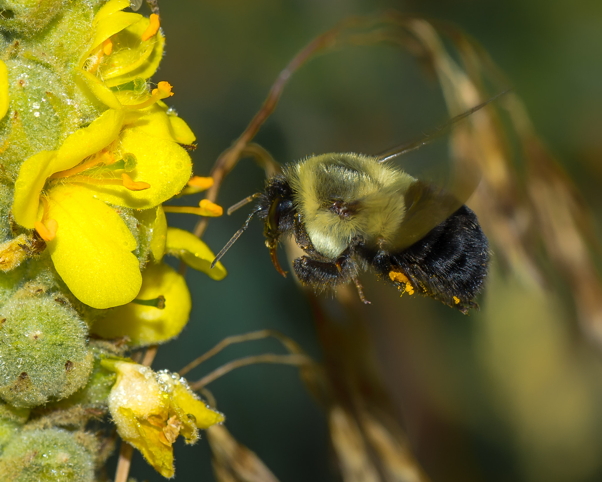 Nikon D7200 sample photo. Bumble bee and mullein photography