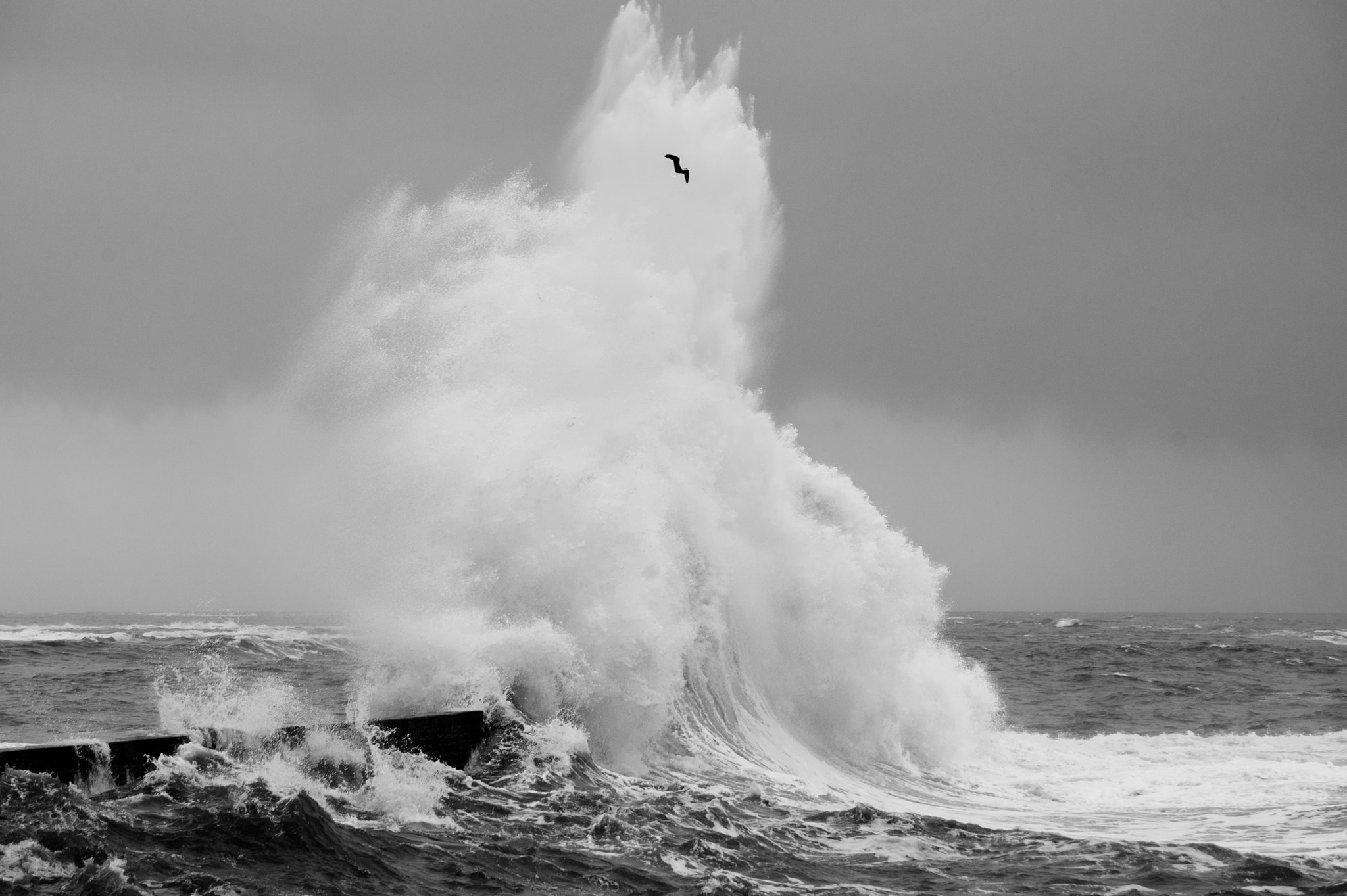 Nikon D700 + Sigma 70-300mm F4-5.6 DG OS sample photo. Sea & gull photography