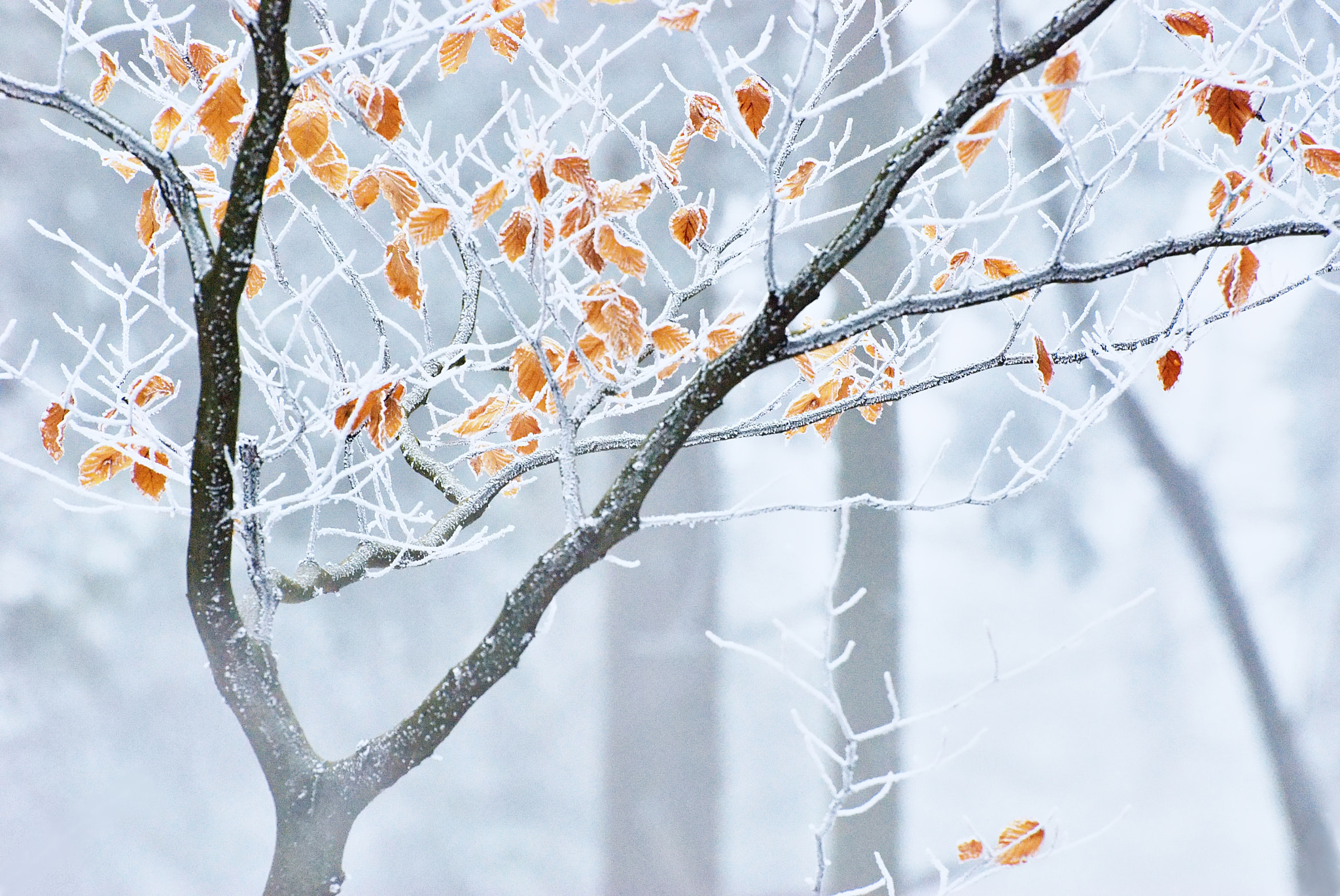 Nikon D80 sample photo. Winter in mountain forest photography