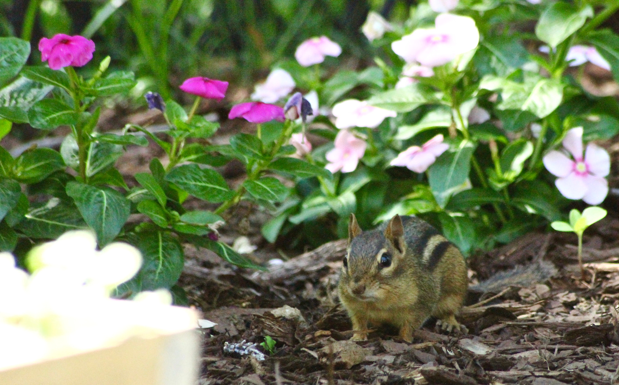 Sigma 70-300mm F4-5.6 APO DG Macro sample photo. Chipmunk_6365 photography