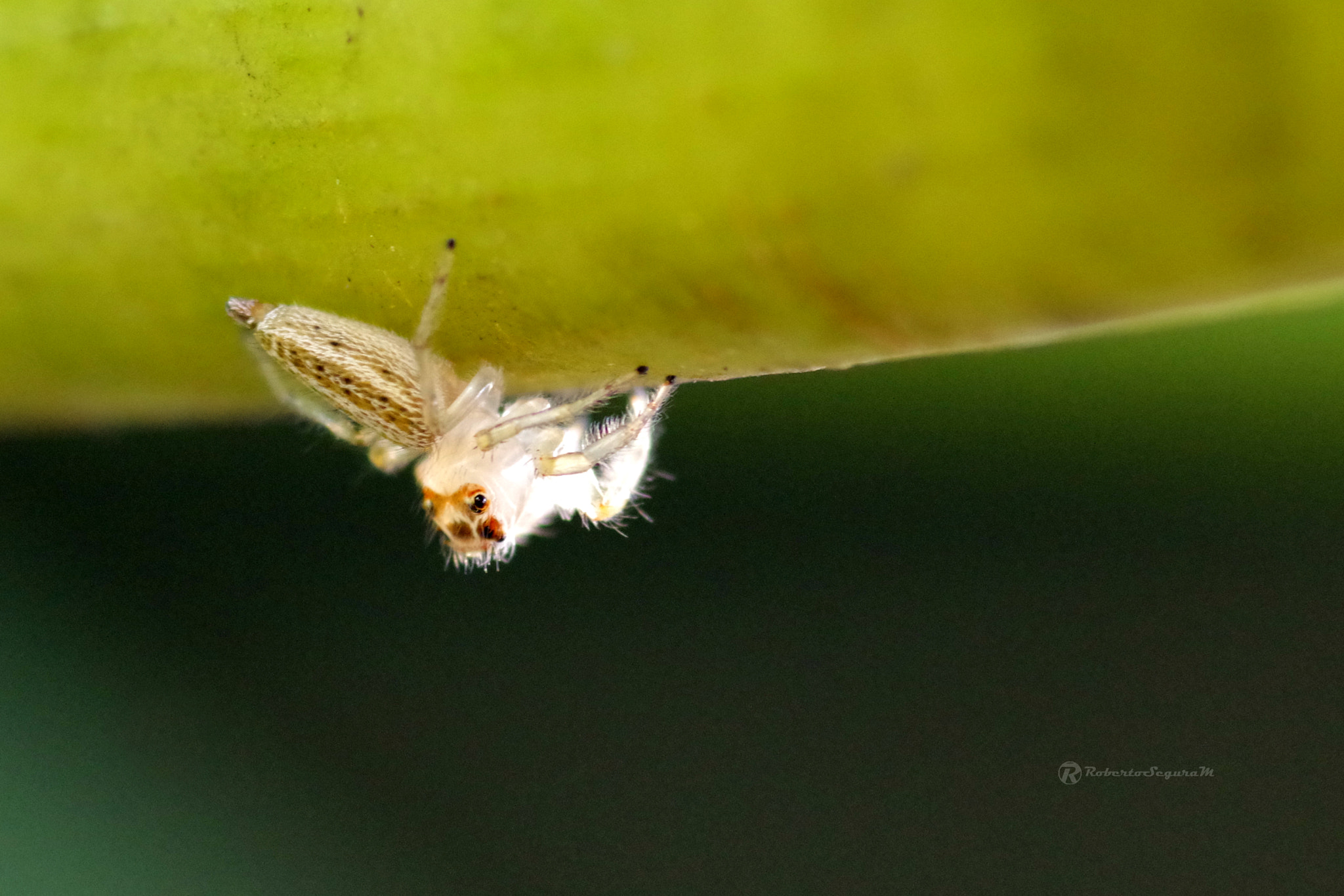 Pentax smc D-FA 100mm F2.8 Macro WR sample photo. Macro spider photography