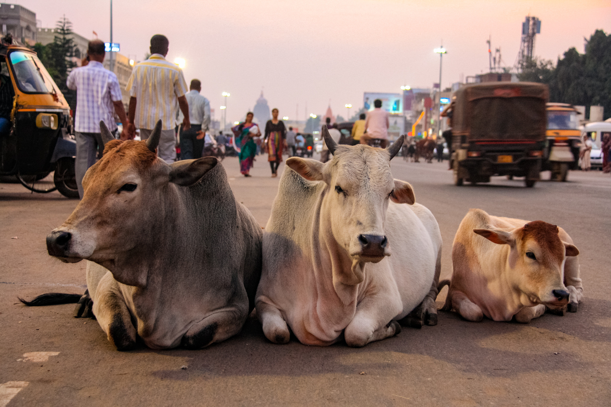 Canon EOS 1000D (EOS Digital Rebel XS / EOS Kiss F) sample photo. 3 cows laying in the middle of the main city street photography