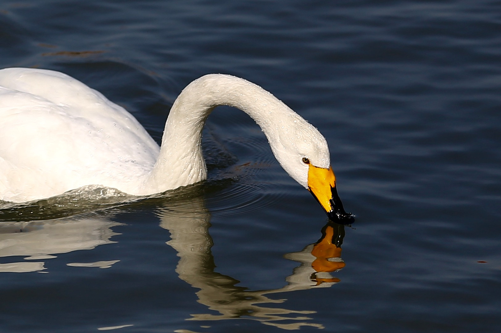 Canon EOS 6D + Canon EF 70-200mm F2.8L IS II USM sample photo. Swan photography