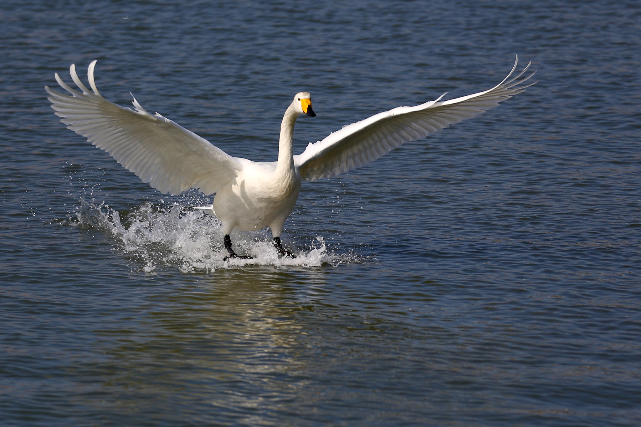 Canon EOS 6D + Canon EF 70-200mm F2.8L IS II USM sample photo. Swan landing photography