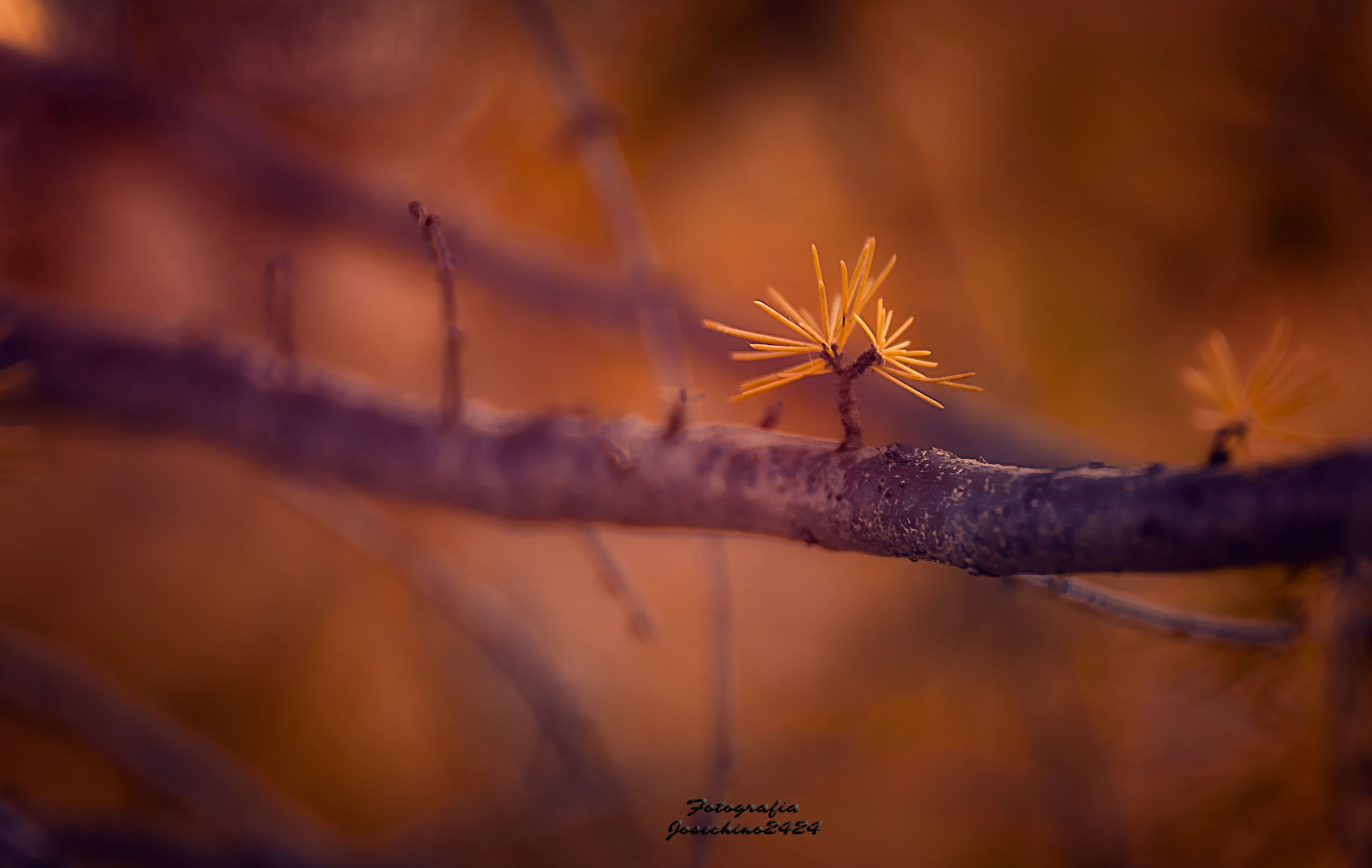 Nikon D300 + AF DC-Nikkor 135mm f/2D sample photo. Retoño.... photography