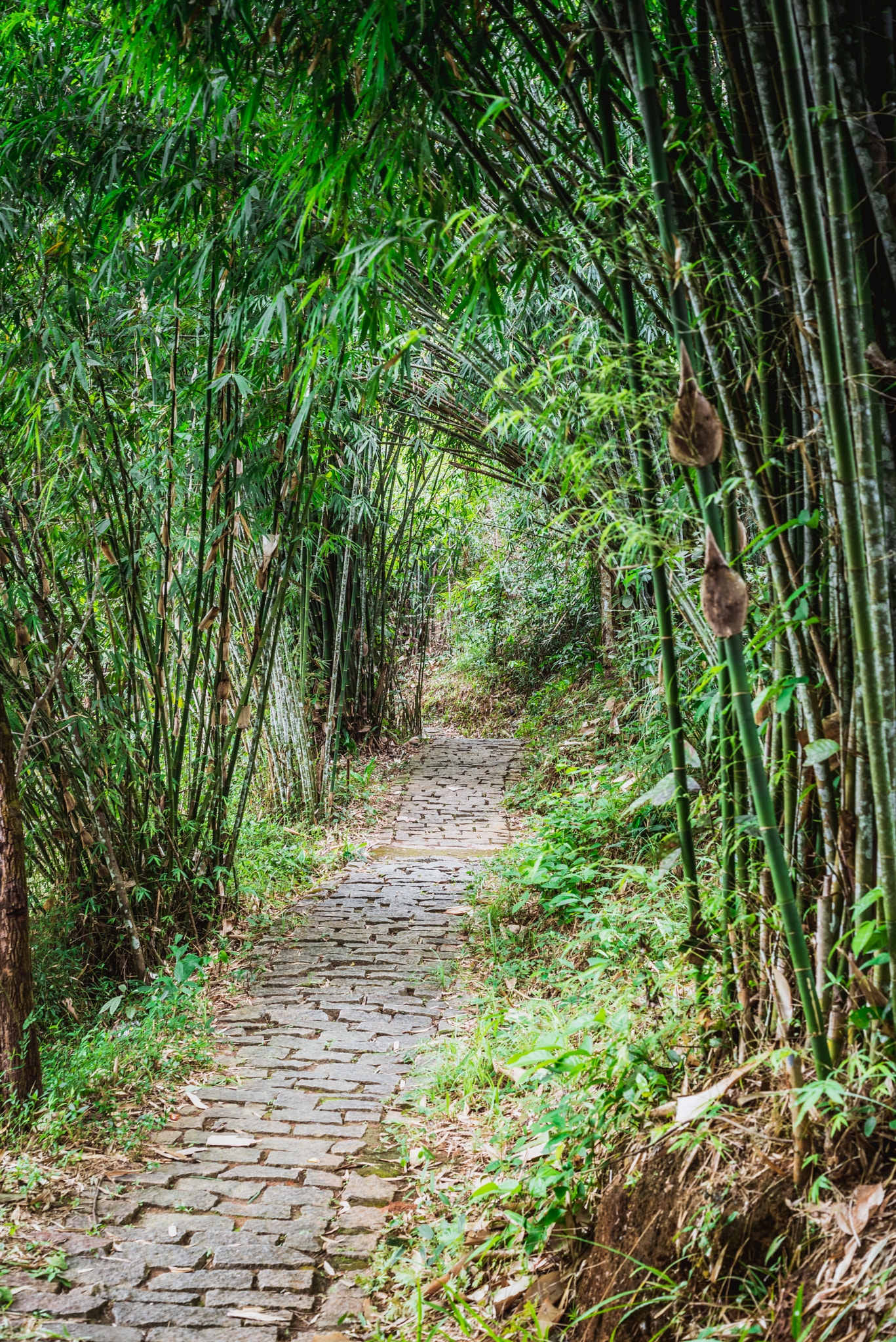 Pentax K-1 + Pentax smc FA 43mm F1.9 Limited sample photo. Madagui 02, vietnam photography