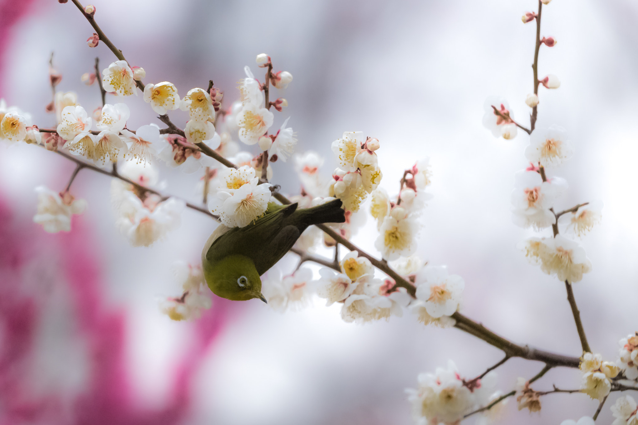 Canon EOS-1D X Mark II sample photo. White eyes photography