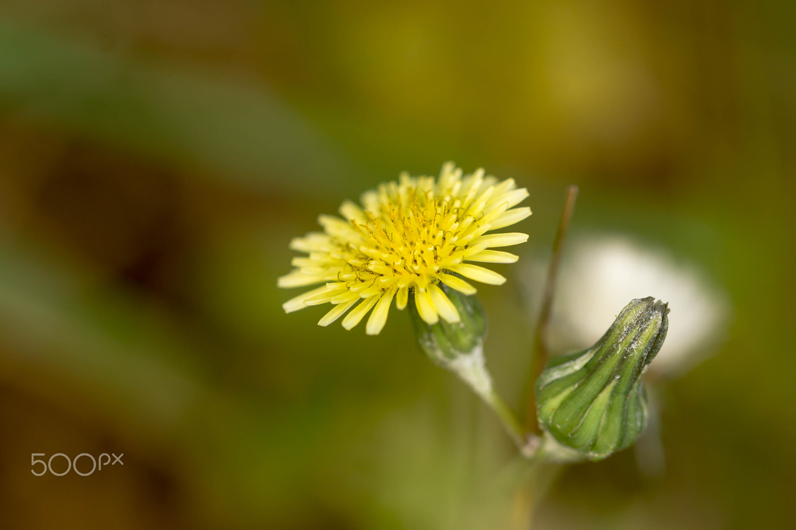 Sony a6000 + 105mm F2.8 sample photo. Butterblume (von ) photography