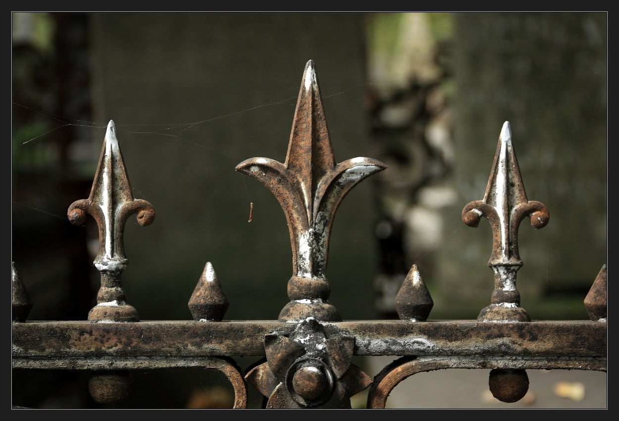 Canon EOS 450D (EOS Rebel XSi / EOS Kiss X2) sample photo. Spider web & rust photography