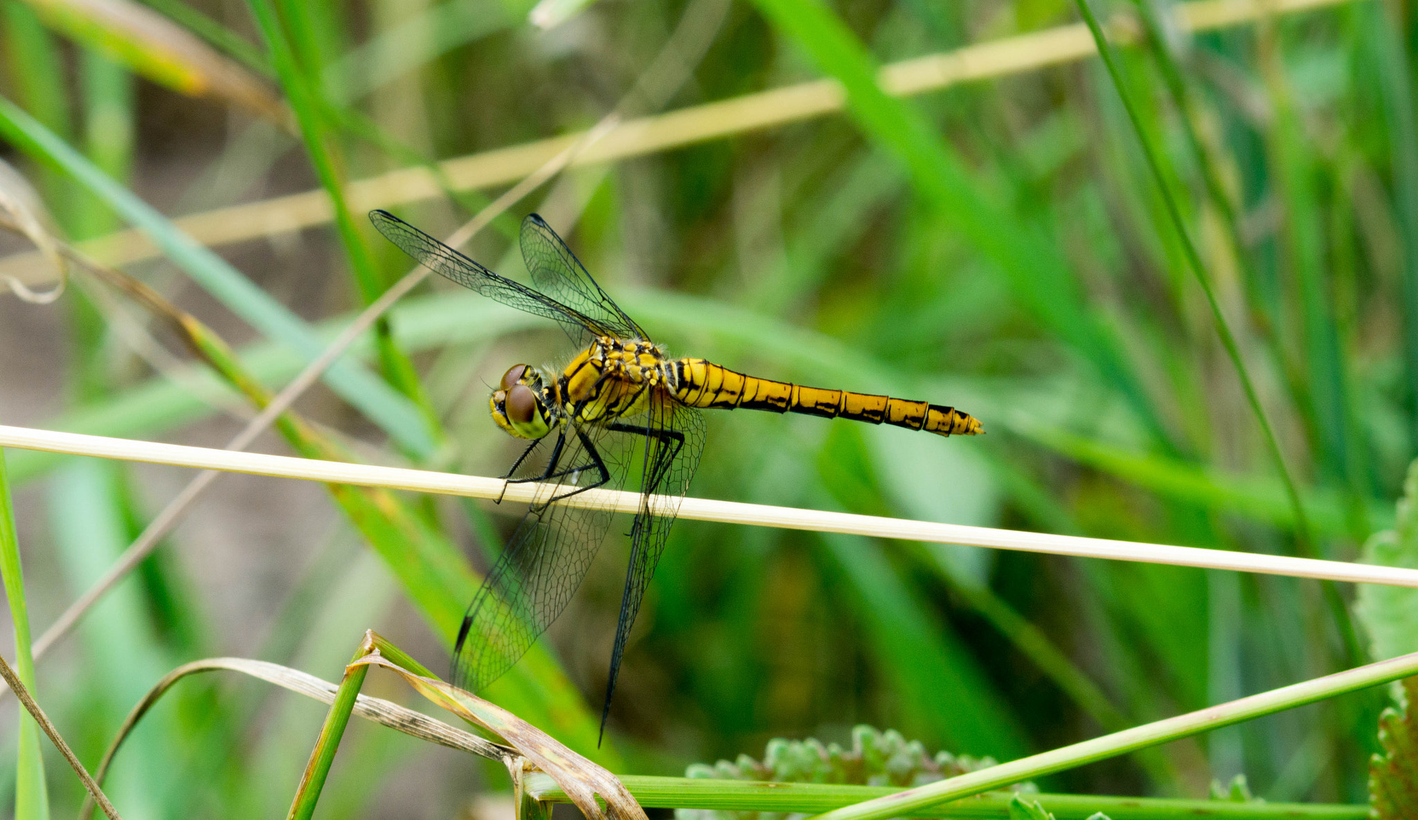 Sony a6000 + Tokina EMZ M100 AF 100mm F3.5 sample photo. Libelle (von ) photography