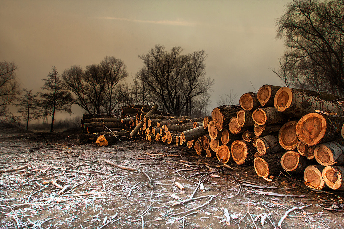 Sigma 10-20mm F3.5 EX DC HSM sample photo. Our forests photography