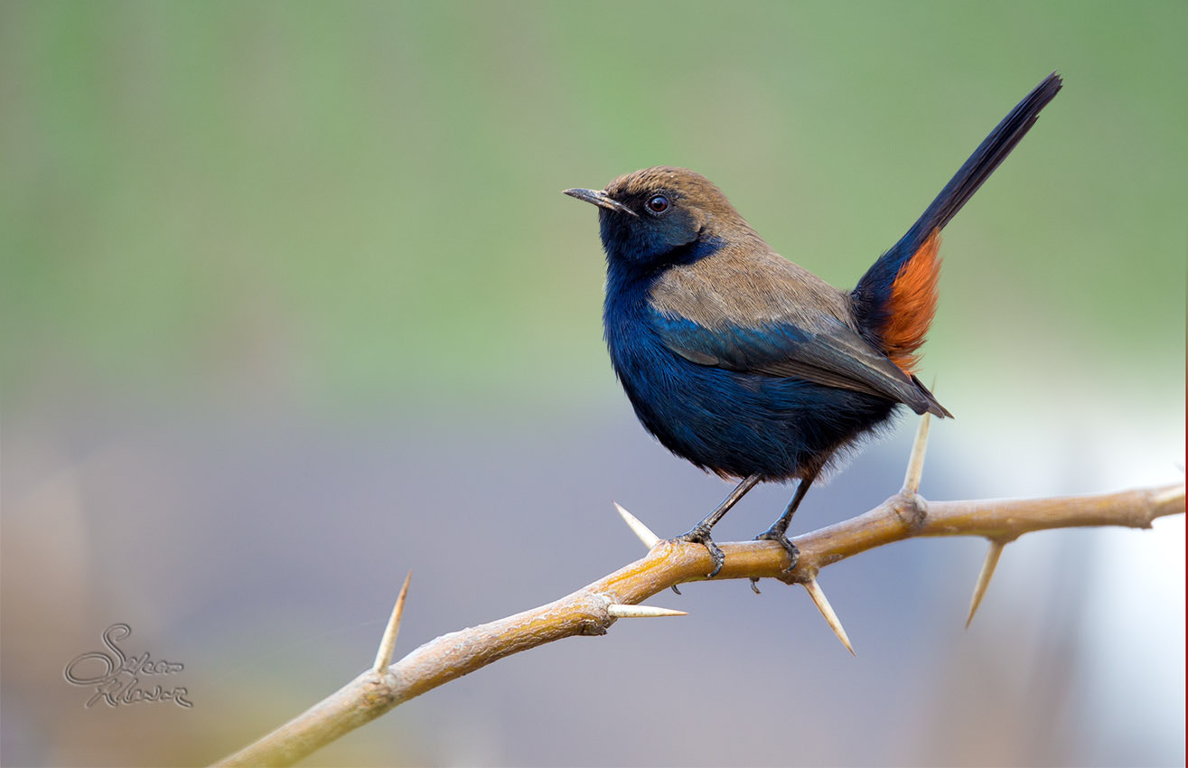 Sigma 150-600mm F5-6.3 DG OS HSM | C sample photo. Indian robin male photography