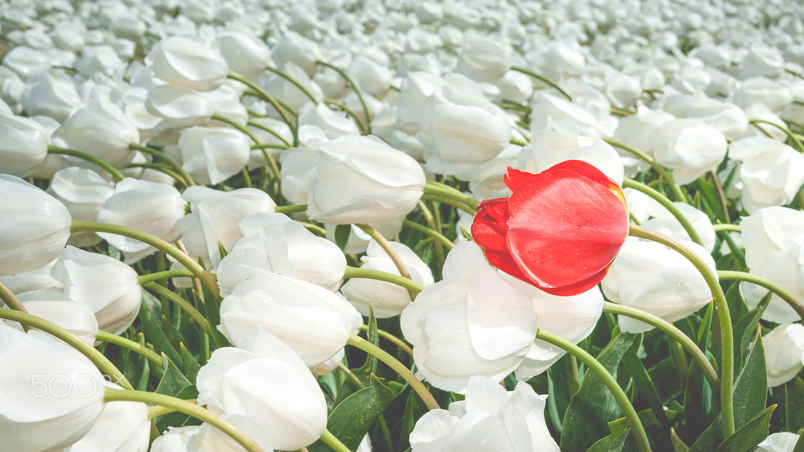 Sony Alpha DSLR-A900 sample photo. Beautiful bouquet of tulips. colorful tulips. tulips in spring s photography