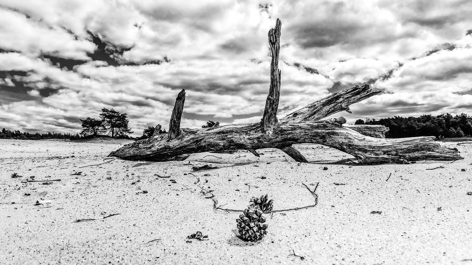 Sony Alpha DSLR-A900 sample photo. Sand plain and dunes in a dutch nature reserve photography