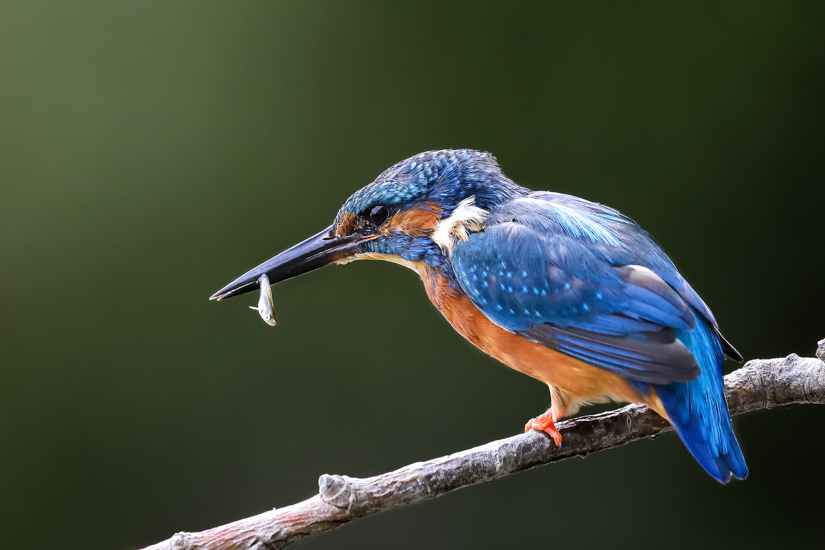Canon EF 600mm F4L IS II USM sample photo. Le pecheur photography