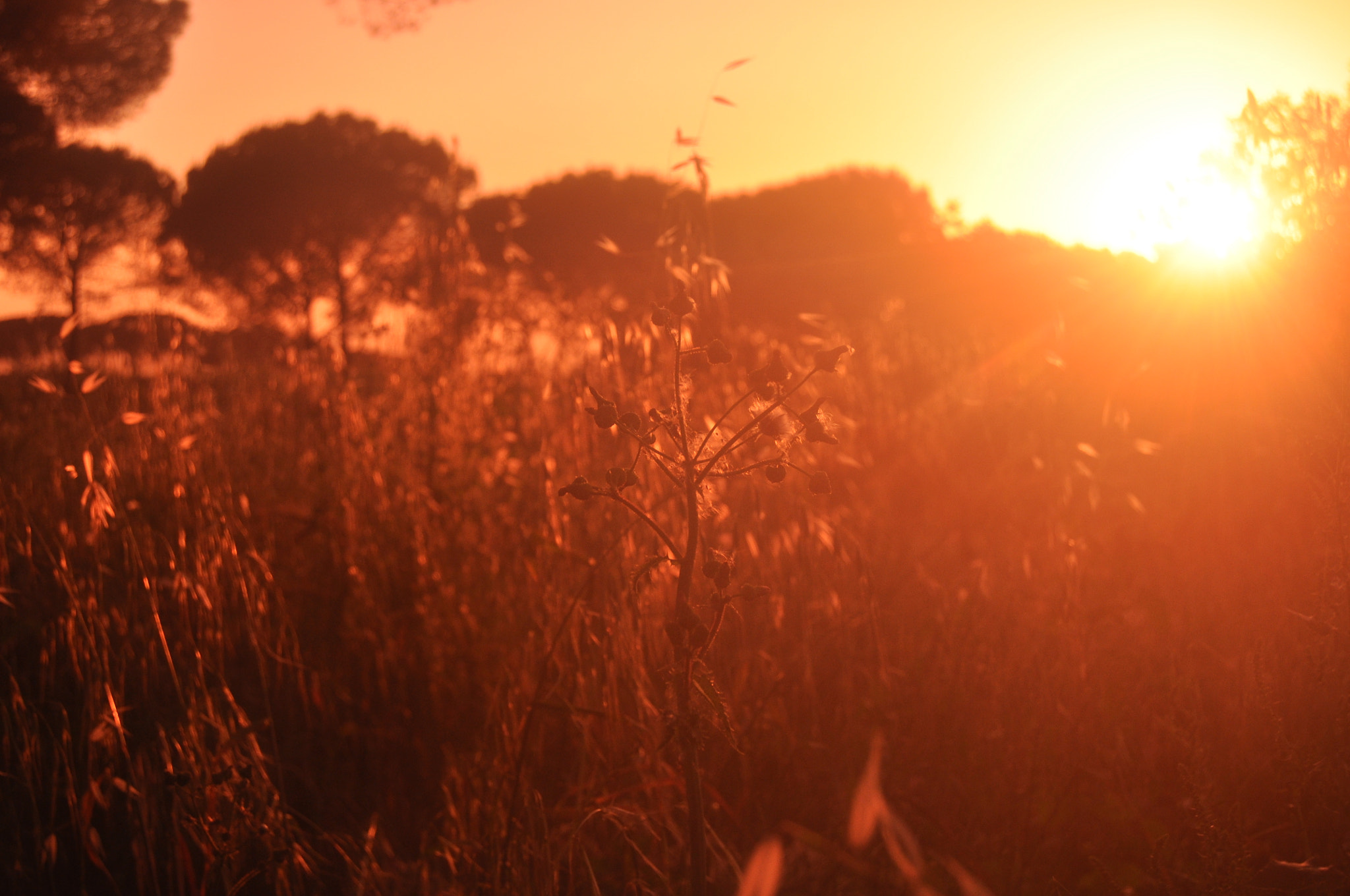 Nikon D5000 sample photo. The end of the day photography