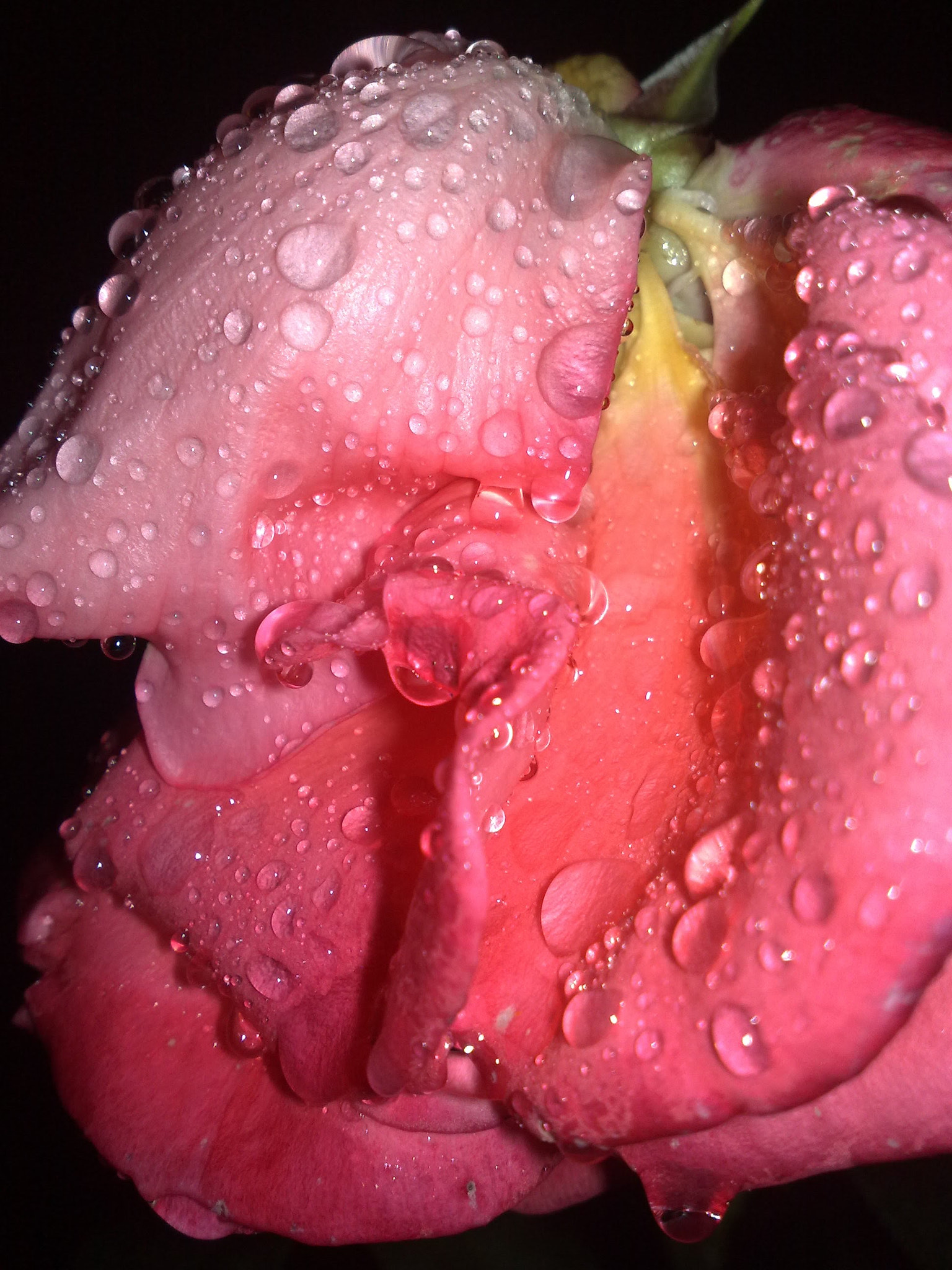 Nokia N82 sample photo. Raindrops on the rose photography