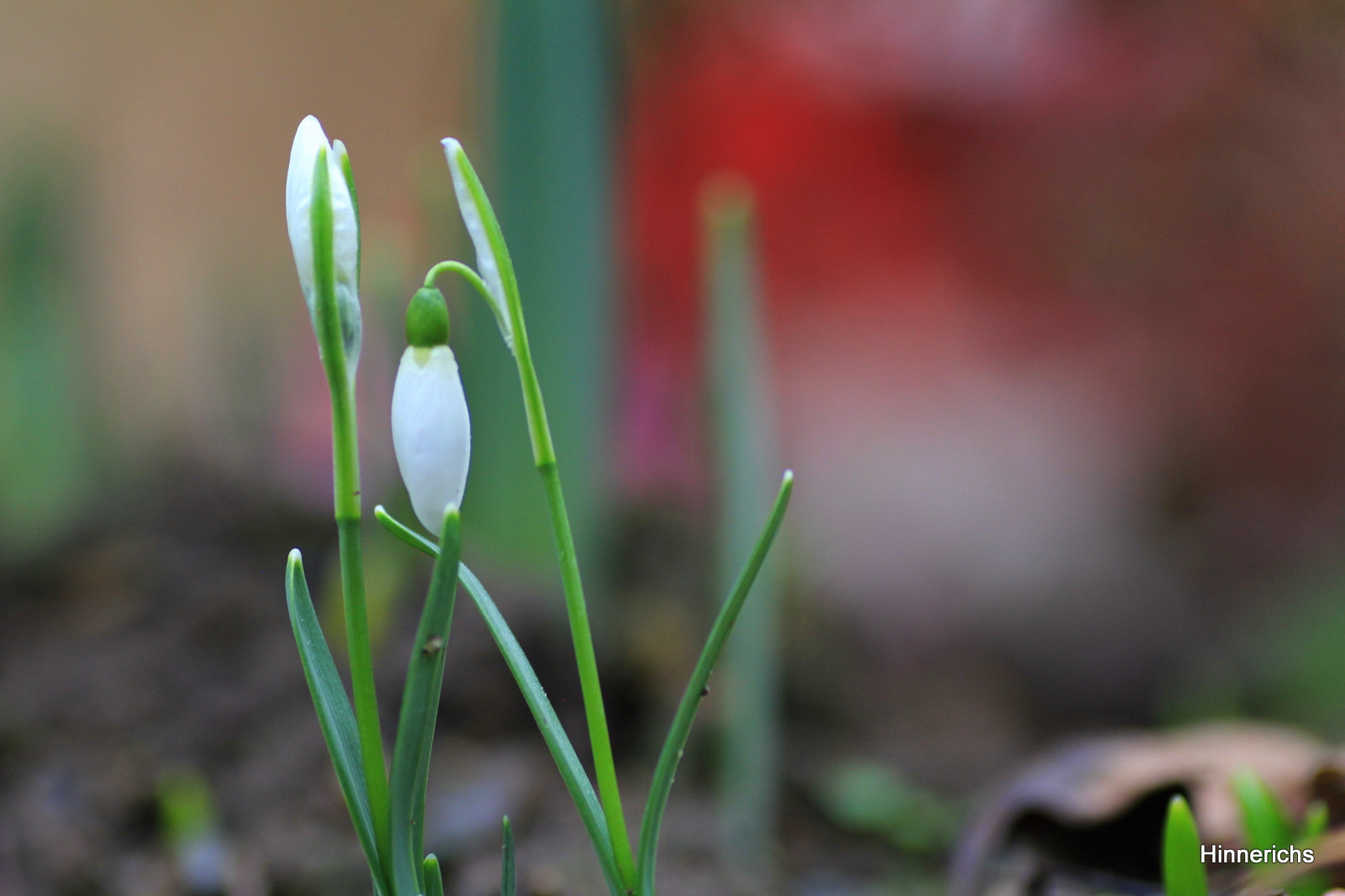 Canon EOS 600D (Rebel EOS T3i / EOS Kiss X5) + Tamron SP AF 90mm F2.8 Di Macro sample photo. Erste schneeglöckchen im garten photography