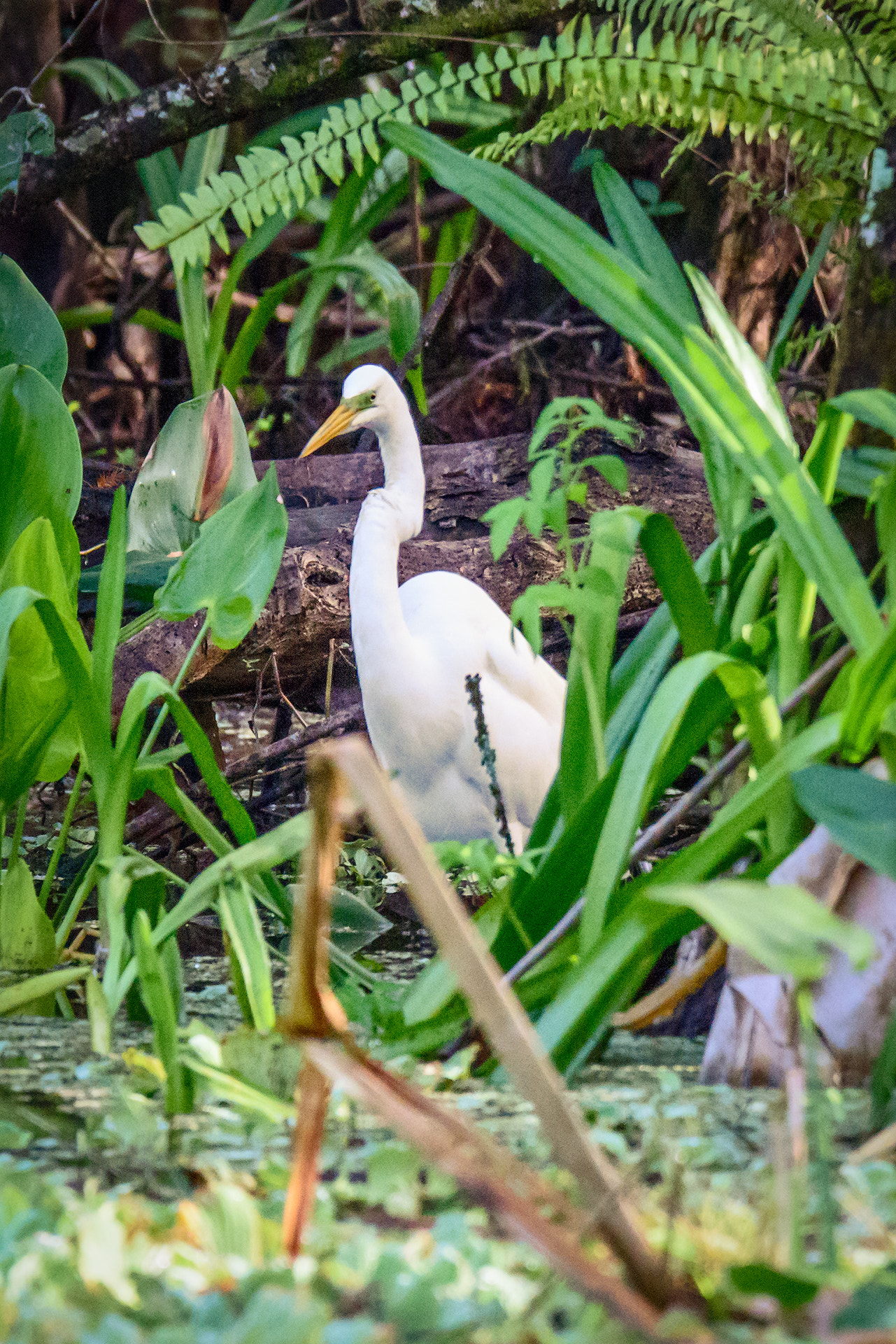 Nikon D810 + Sigma 50mm F2.8 EX DG Macro sample photo. Great egret photography