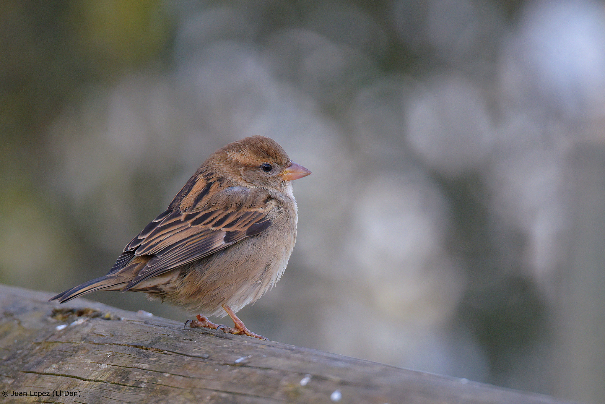 Sigma 150-600mm F5-6.3 DG OS HSM | S sample photo. Bird photography