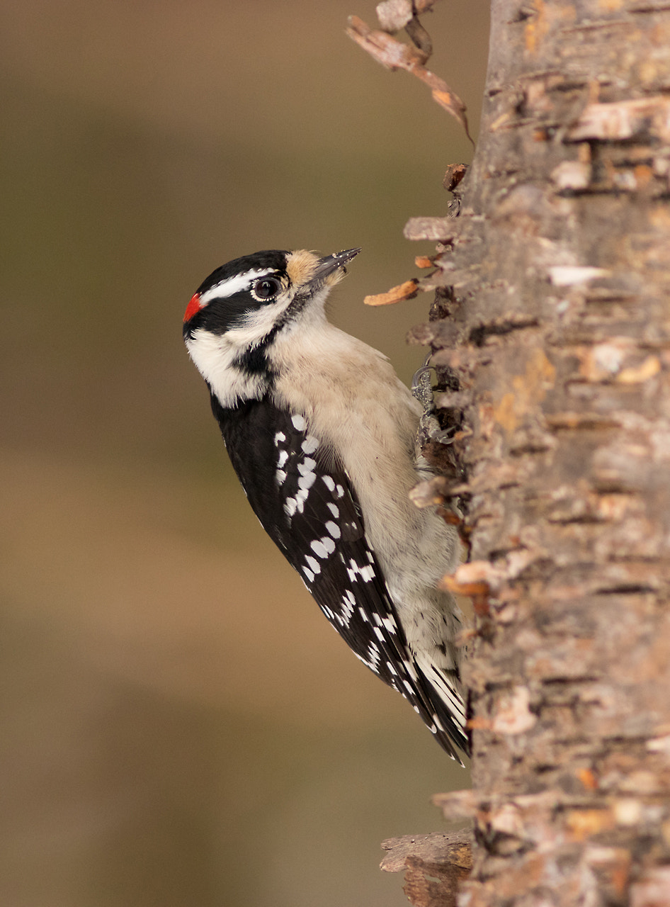 Canon EOS 80D + Canon EF 300mm F4L IS USM sample photo. Male downy woodpecker photography