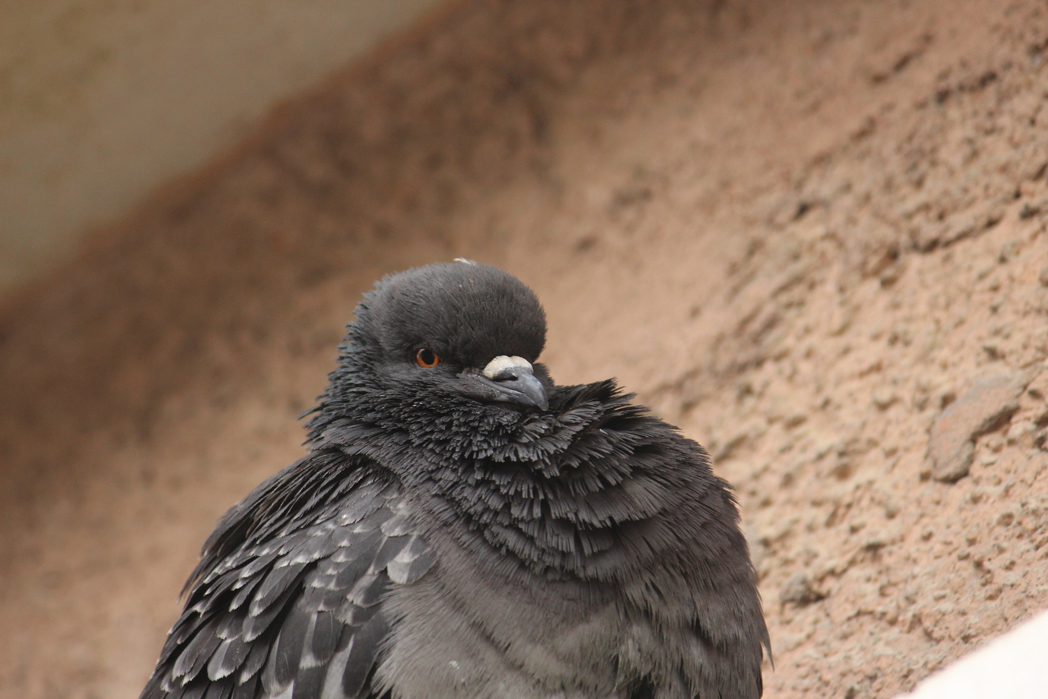 Canon EF-S 55-250mm F4-5.6 IS sample photo