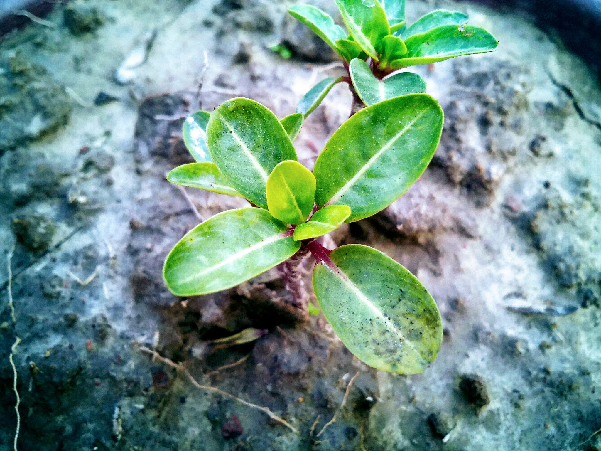 Micromax Canvas A1 sample photo