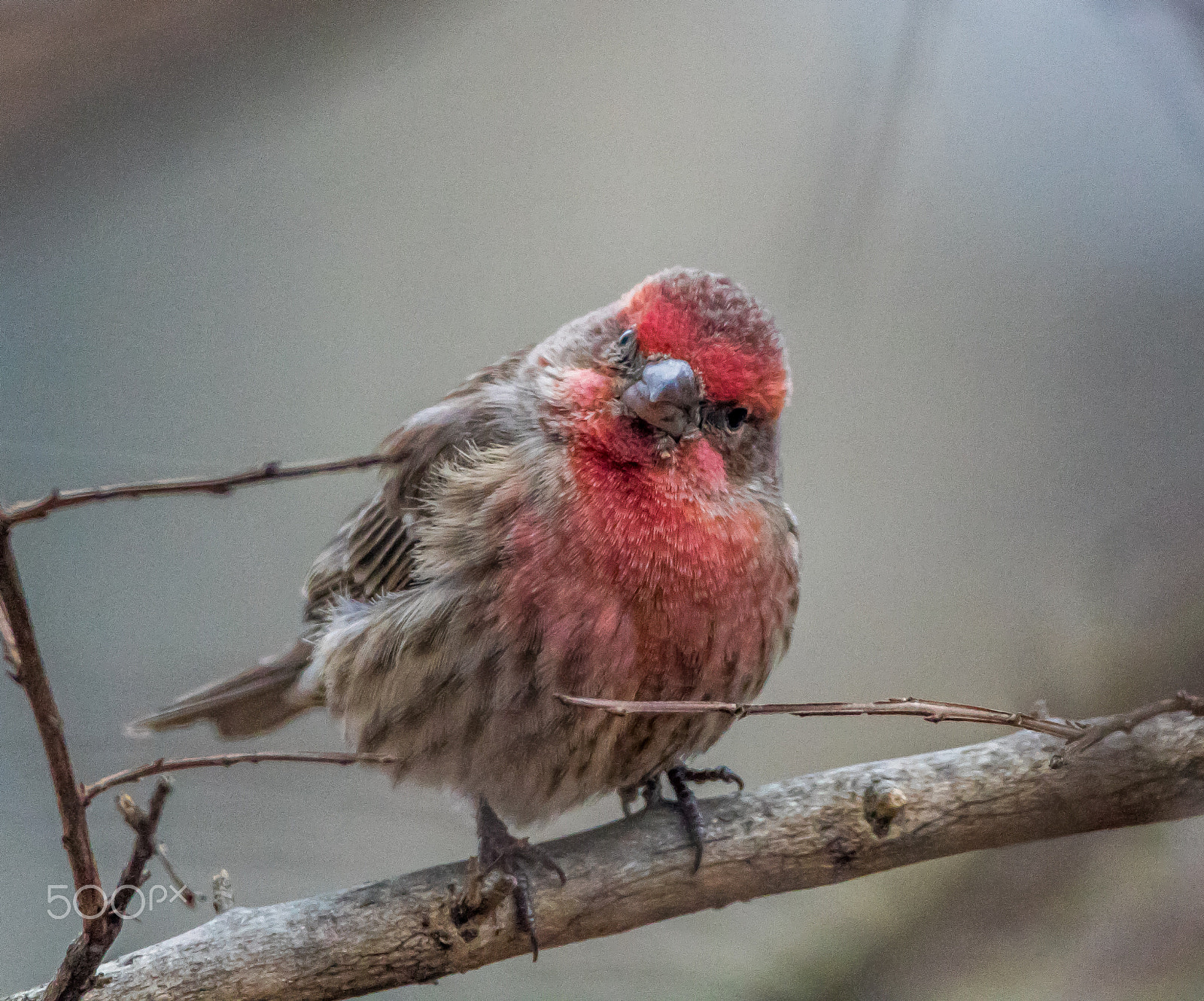 150-600mm F5-6.3 DG OS HSM | Contemporary 015 sample photo. House finch photography