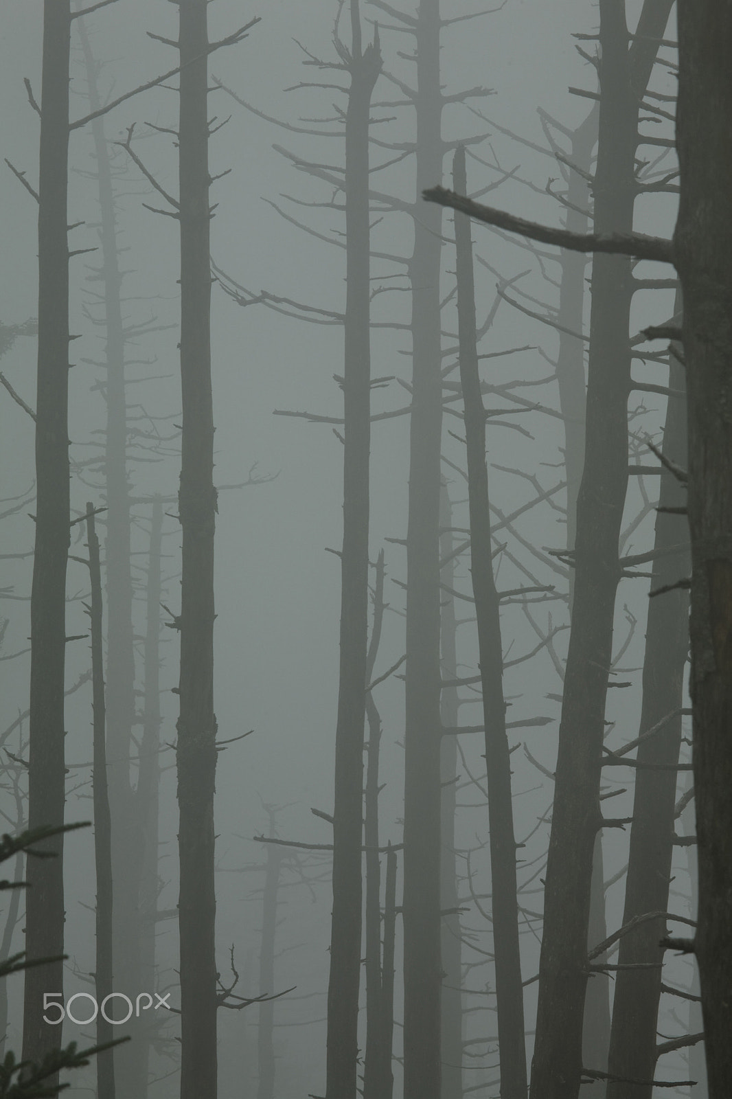 Canon EF 100-400mm F4.5-5.6L IS USM sample photo. Dead fraser firs, clingmans dome, great smoky mtn photography