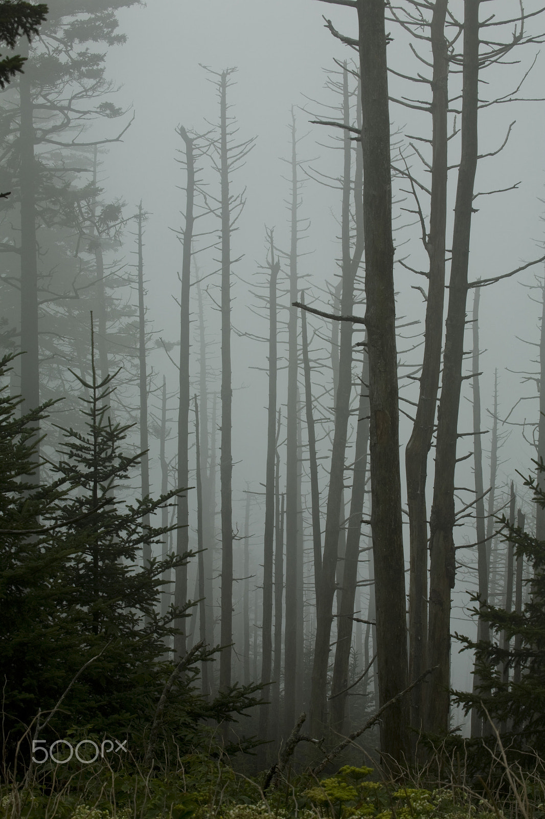 Canon EOS 5D + Canon EF 100-400mm F4.5-5.6L IS USM sample photo. Dead fraser firs, clingmans dome, great smoky mtn photography