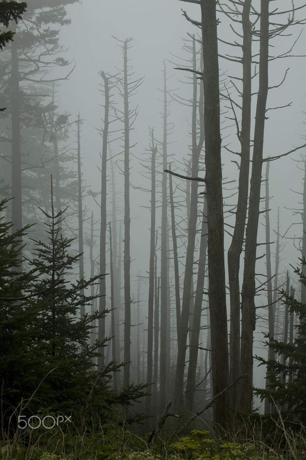 Canon EF 100-400mm F4.5-5.6L IS USM sample photo. Dead fraser firs, clingmans dome, great smoky mtn photography