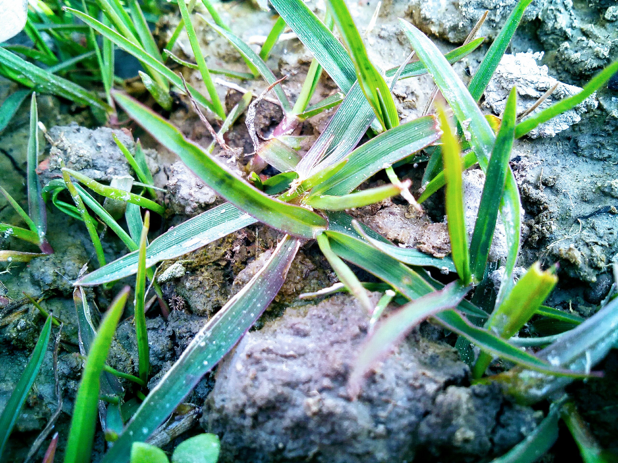 Micromax Canvas A1 sample photo