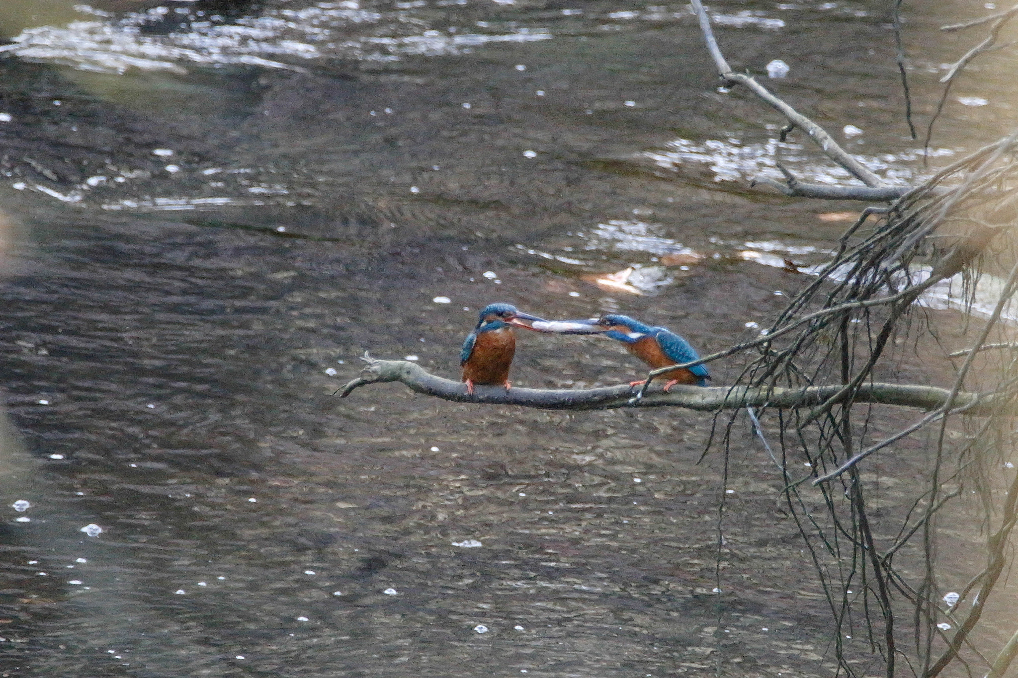 Sigma 150-600mm F5-6.3 DG OS HSM | S sample photo. Kingfisher courtship display photography