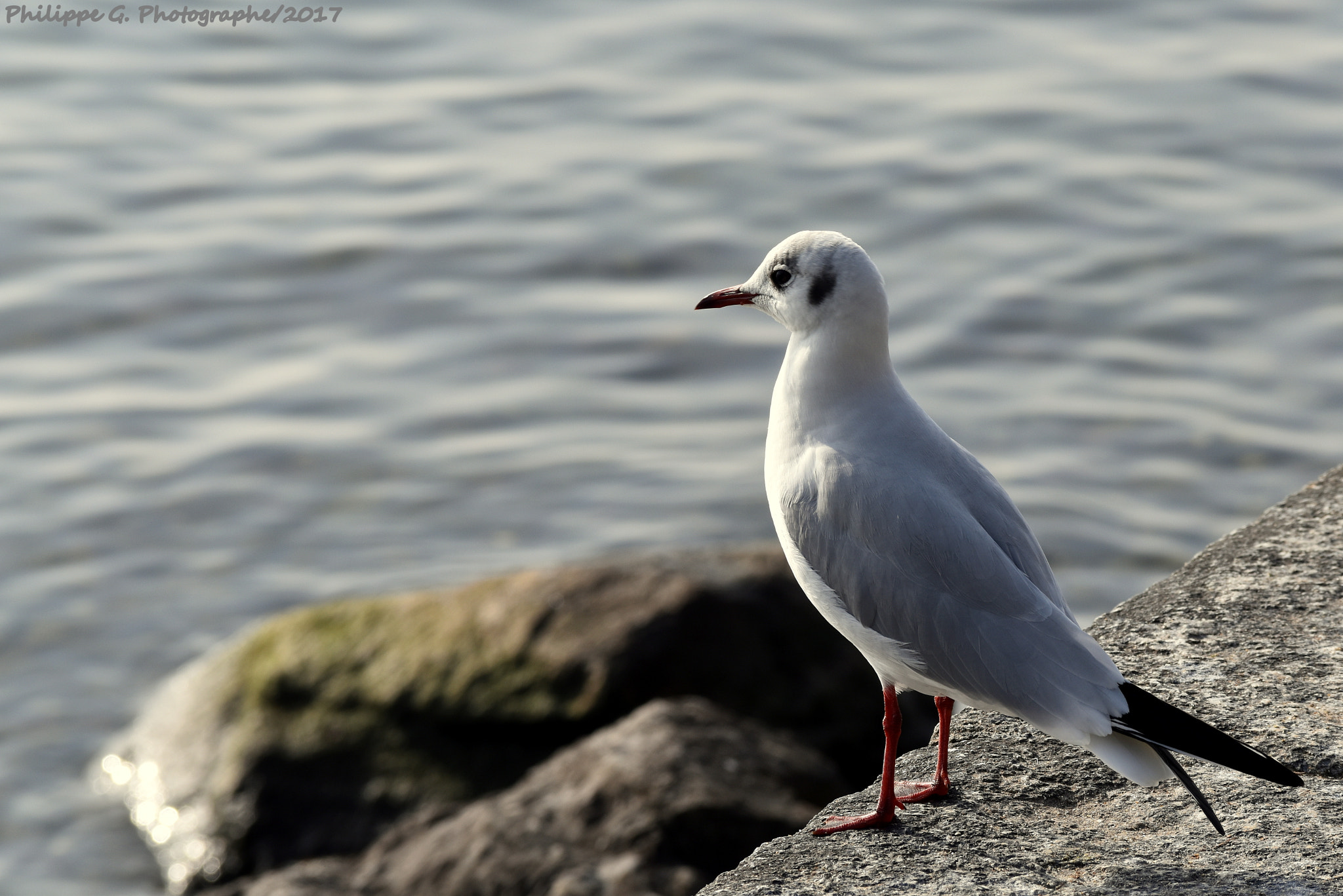 Nikon D5500 sample photo. Mouette au regard perdu photography