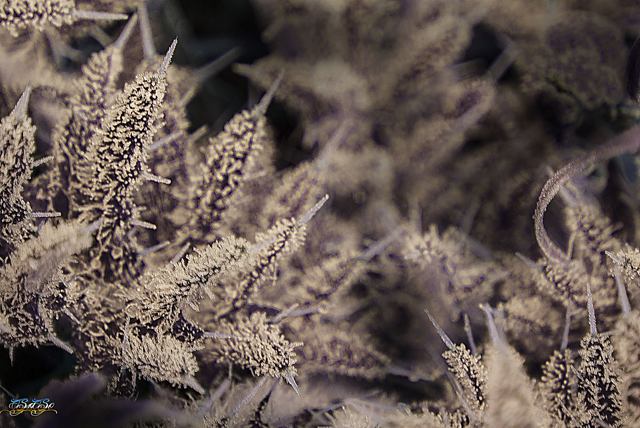 Nikon D3000 sample photo. - 0.jpg photography