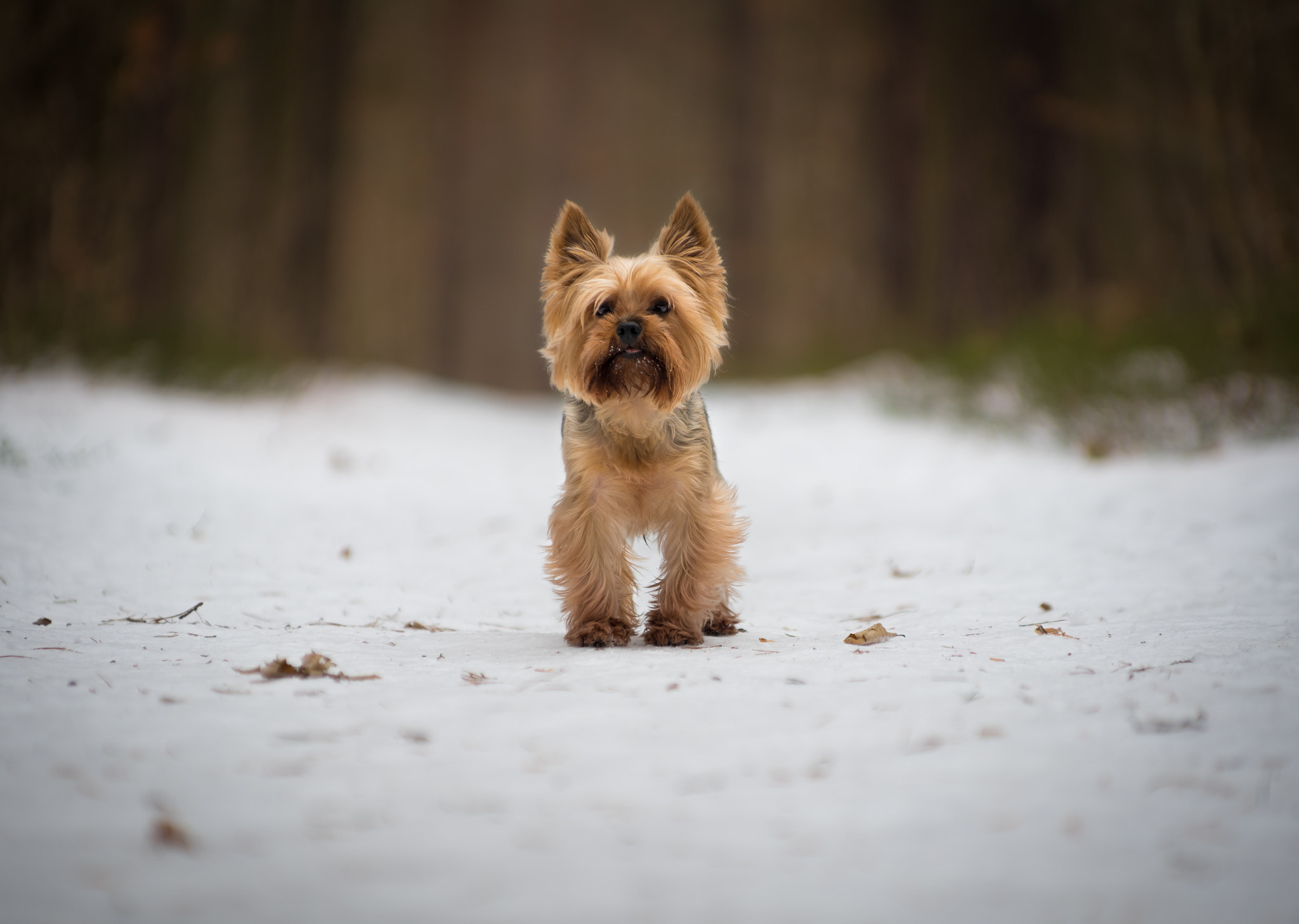 Pentax smc DA* 50-135mm F2.8 ED (IF) SDM sample photo. Best friend :) photography