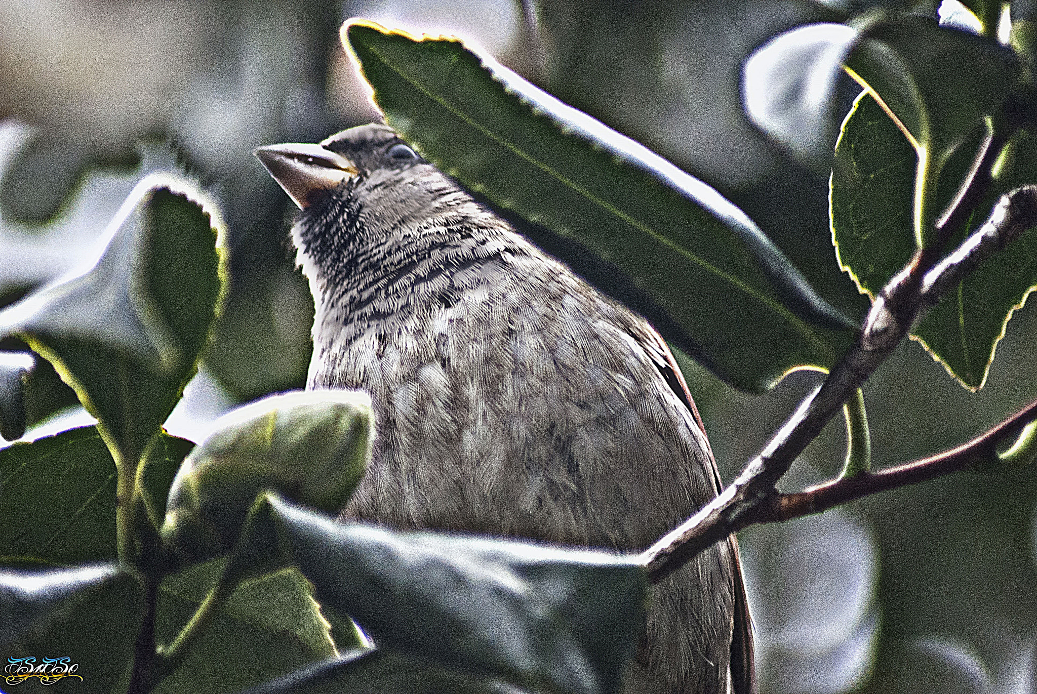 Nikon D3000 sample photo. Gorrion photography