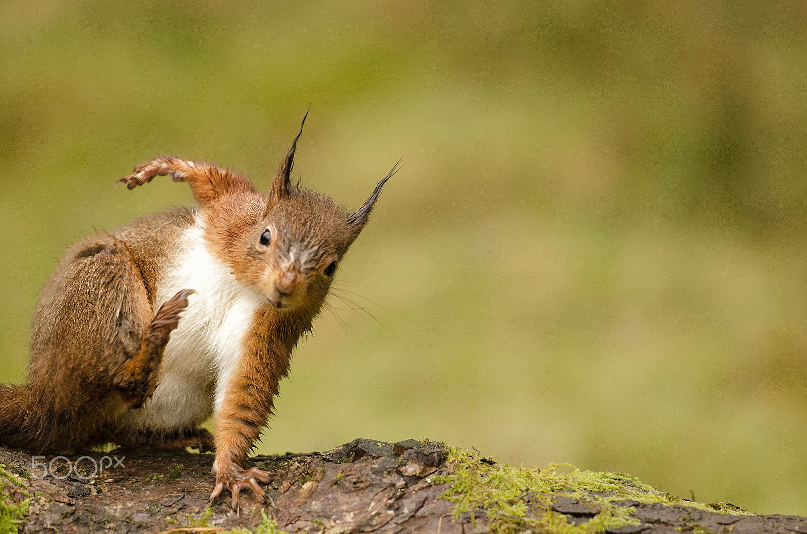 Nikon AF-S Nikkor 70-200mm F2.8G ED VR II sample photo. And i kicked it like this photography