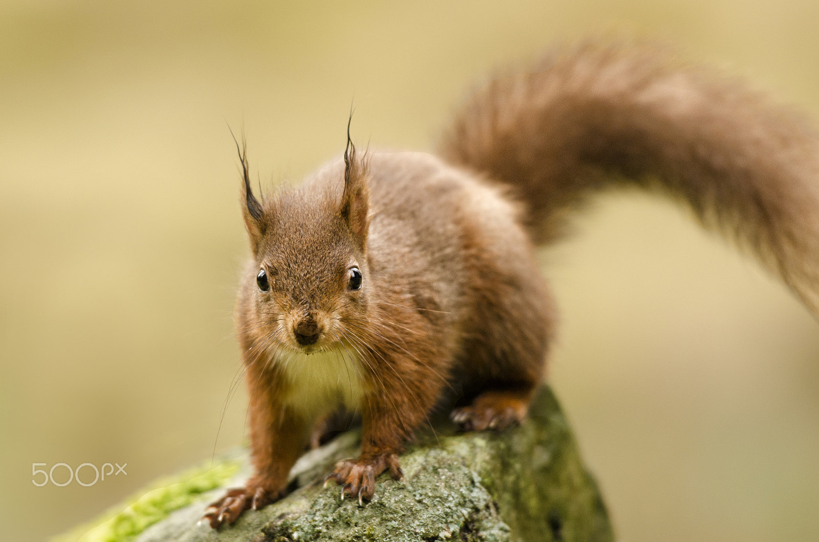 Nikon AF-S Nikkor 70-200mm F2.8G ED VR II sample photo. Do you have my nuts? photography