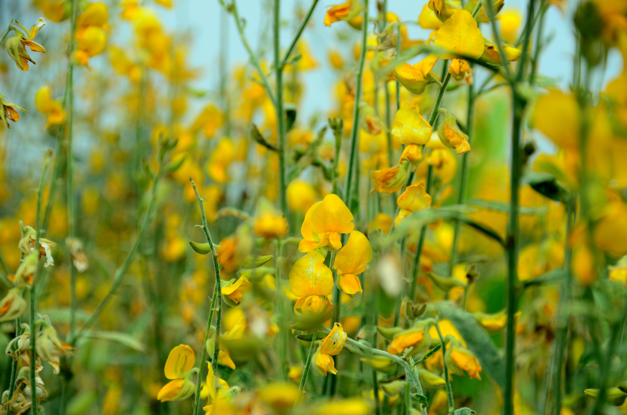 Sigma 18-200mm F3.5-6.3 DC OS HSM sample photo. Flowers photography