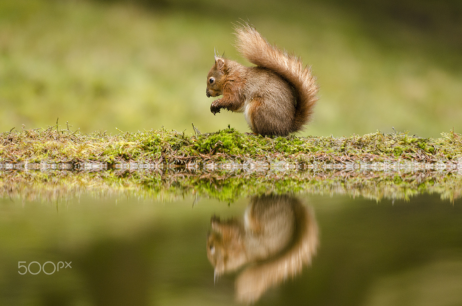 Nikon AF-S Nikkor 70-200mm F2.8G ED VR II sample photo. Reflection photography