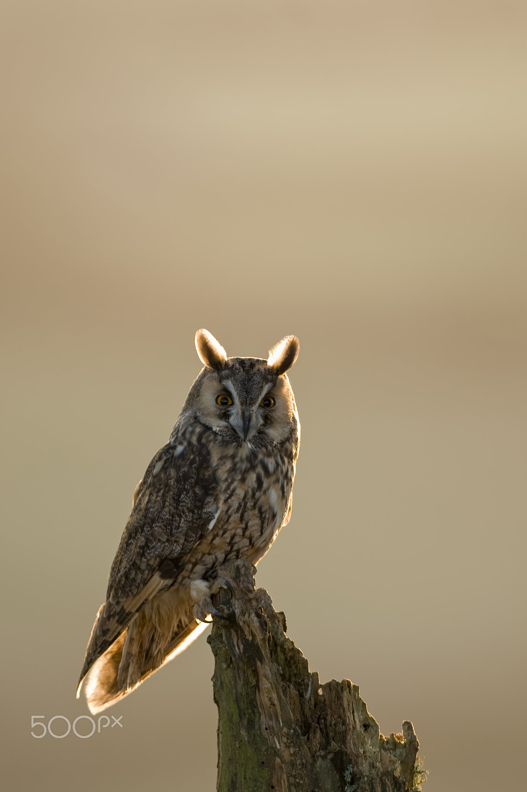 Minolta AF 400mm F4.5 HS-APO G sample photo. Long eared owl_00000059998_6 photography