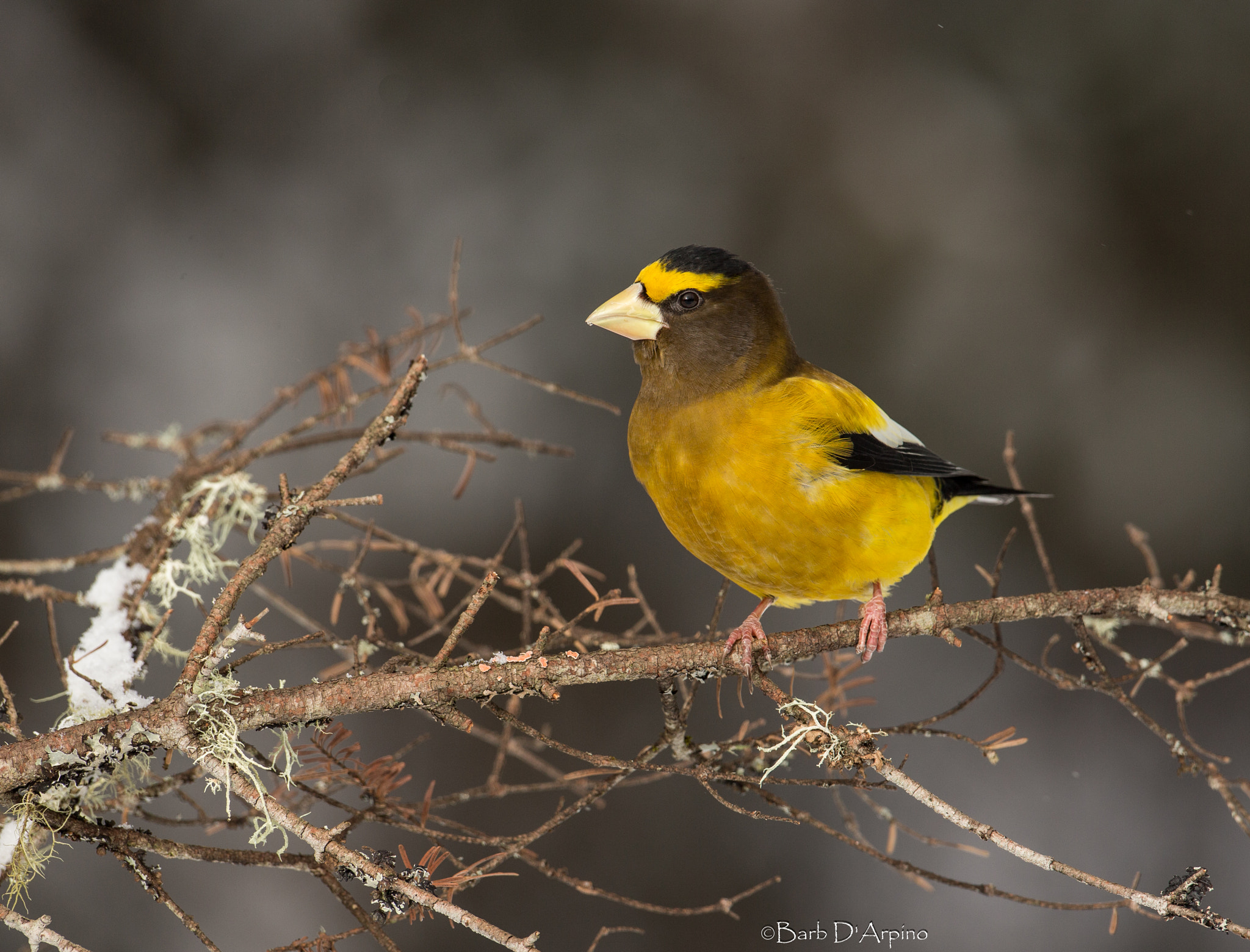 Canon EOS-1D X + Canon EF 500mm F4L IS USM sample photo. Male evening grosbeak photography