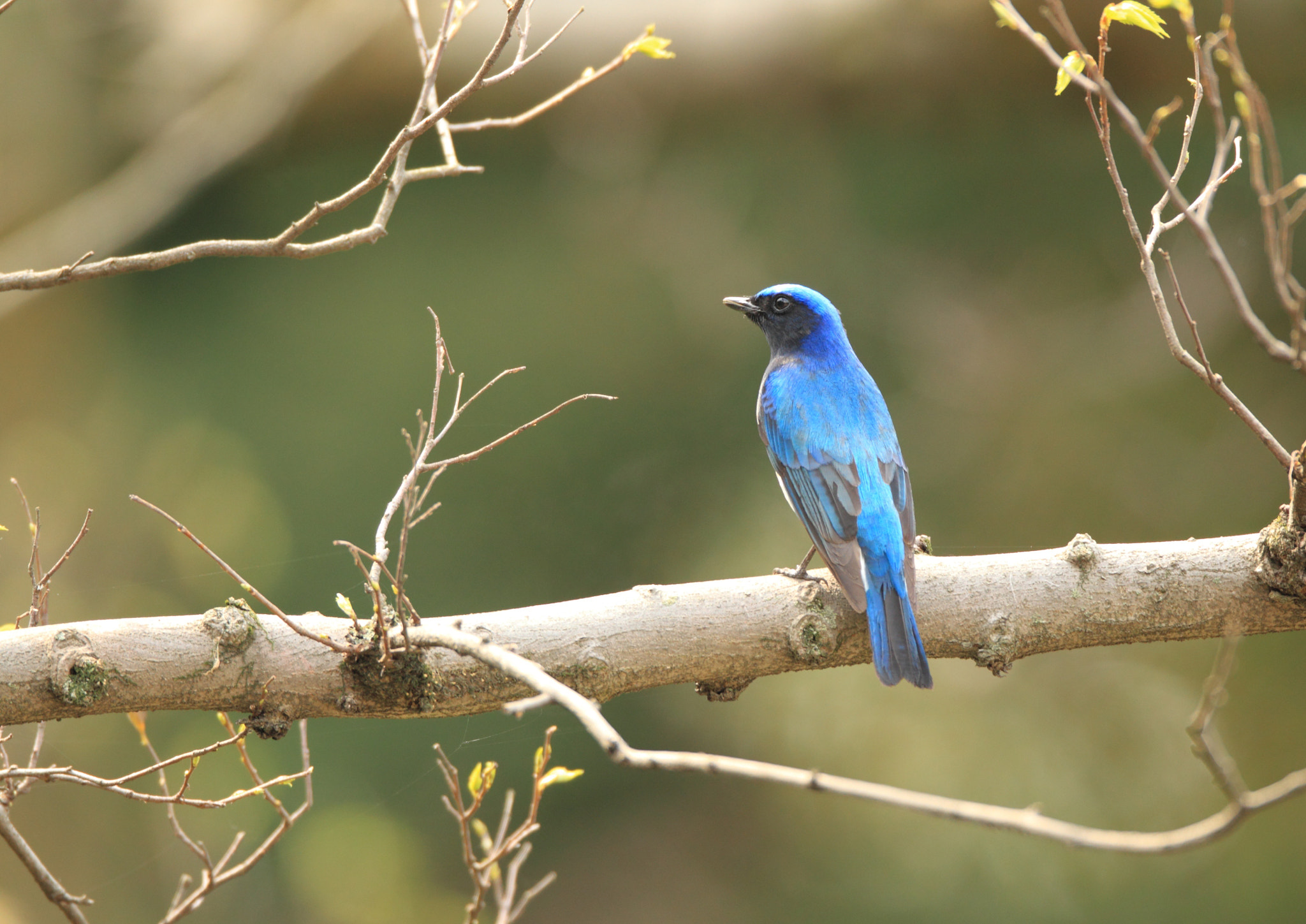 Canon EF 800mm F5.6L IS USM sample photo. オオルリ blue-and-white flycatcher photography