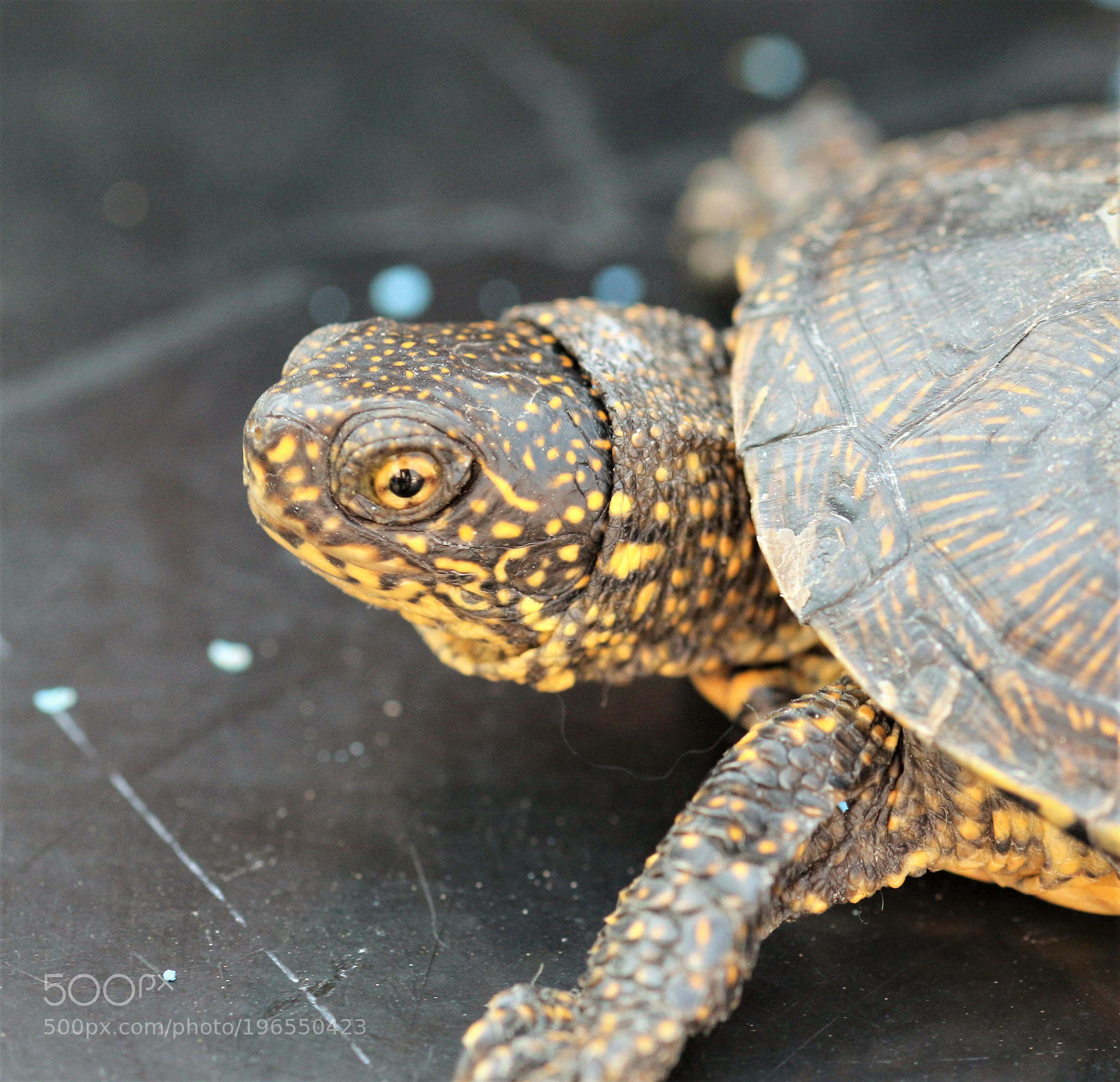 Canon EOS 700D (EOS Rebel T5i / EOS Kiss X7i) sample photo. Turtle photography