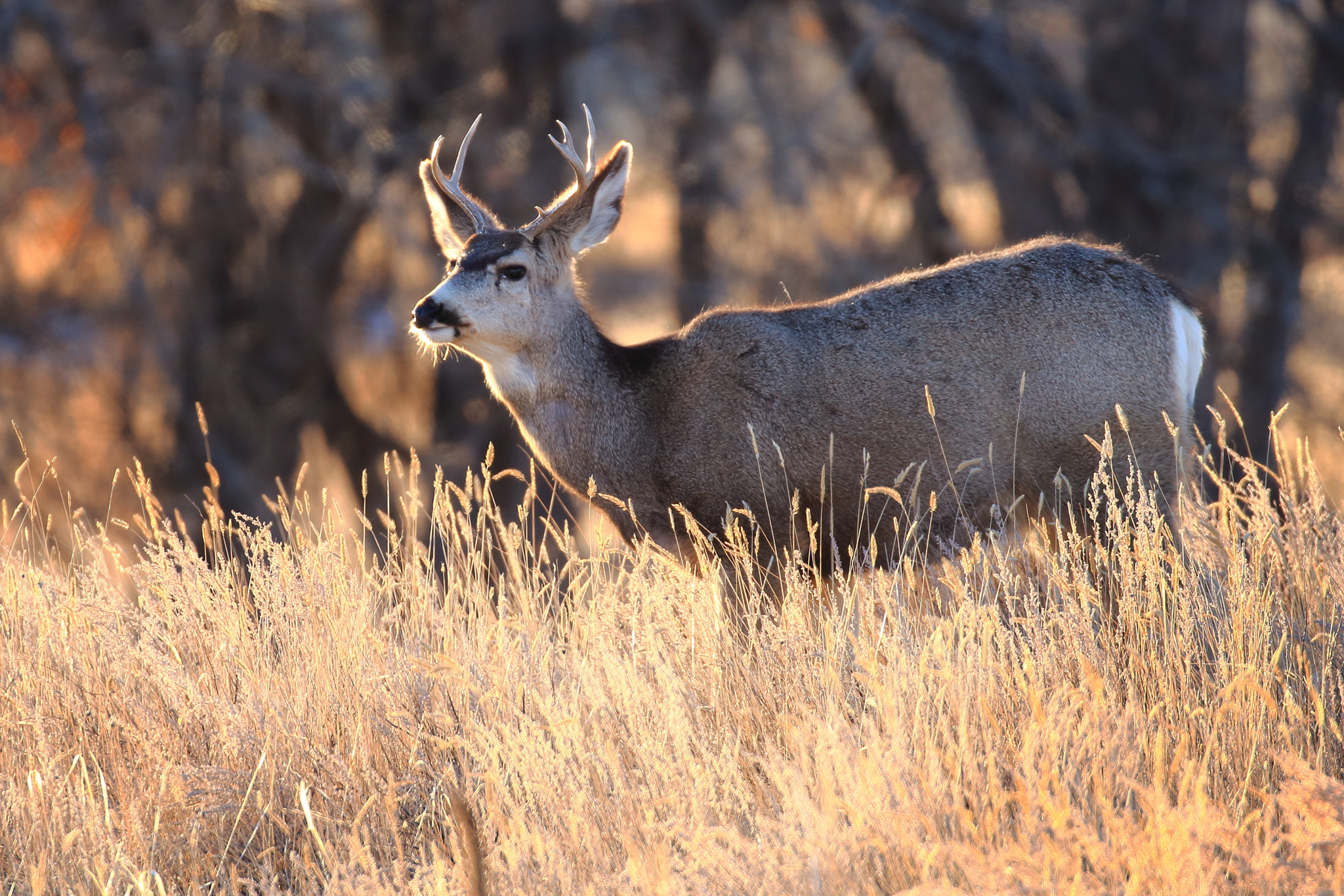 Canon EOS 100D (EOS Rebel SL1 / EOS Kiss X7) sample photo. Young buck photography